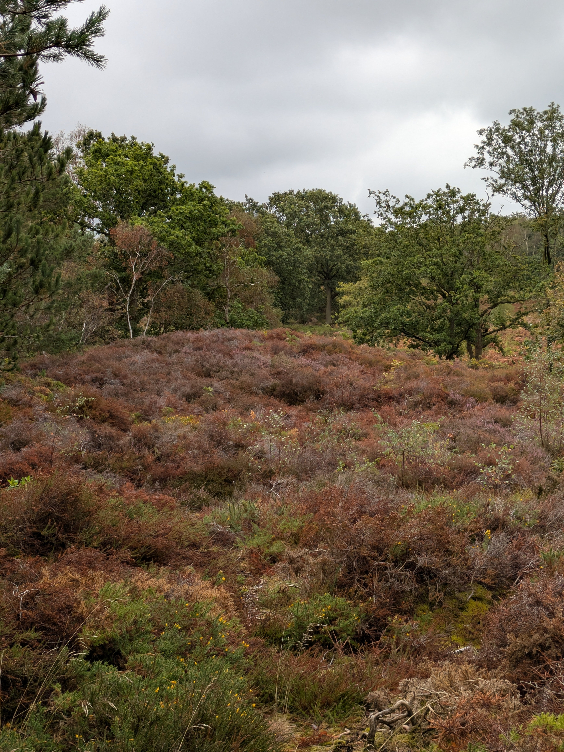 A natural landscape features dense shrubbery and heather in the foreground with a variety of trees under a cloudy sky.