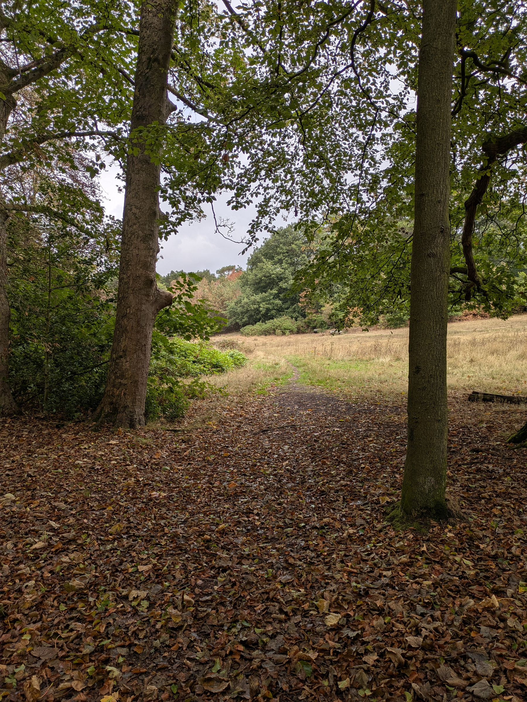 A woodland path covered with fallen leaves leads to an open grassy area bordered by trees.