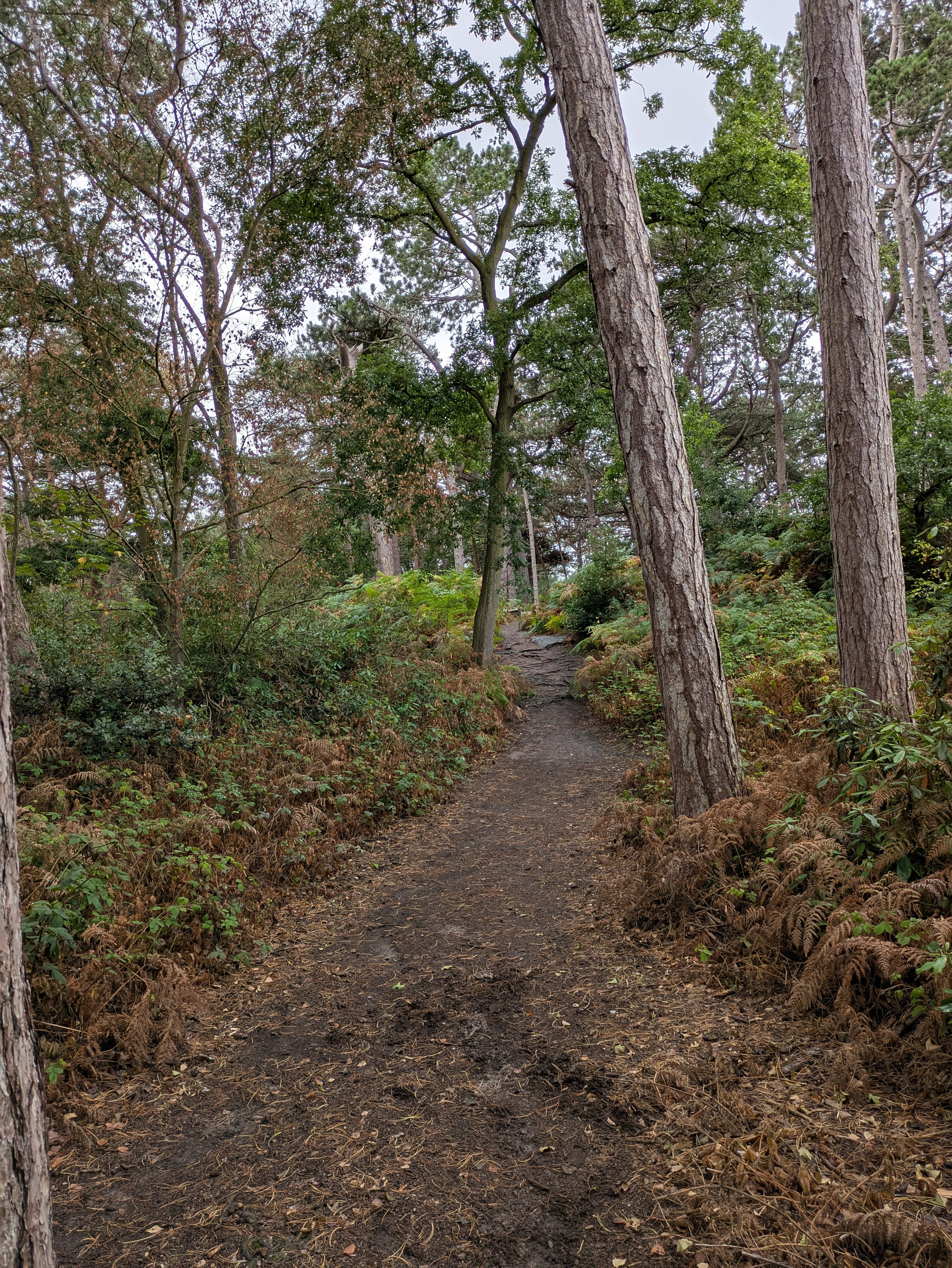 A dirt path winds through a dense forest with tall trees and underbrush.