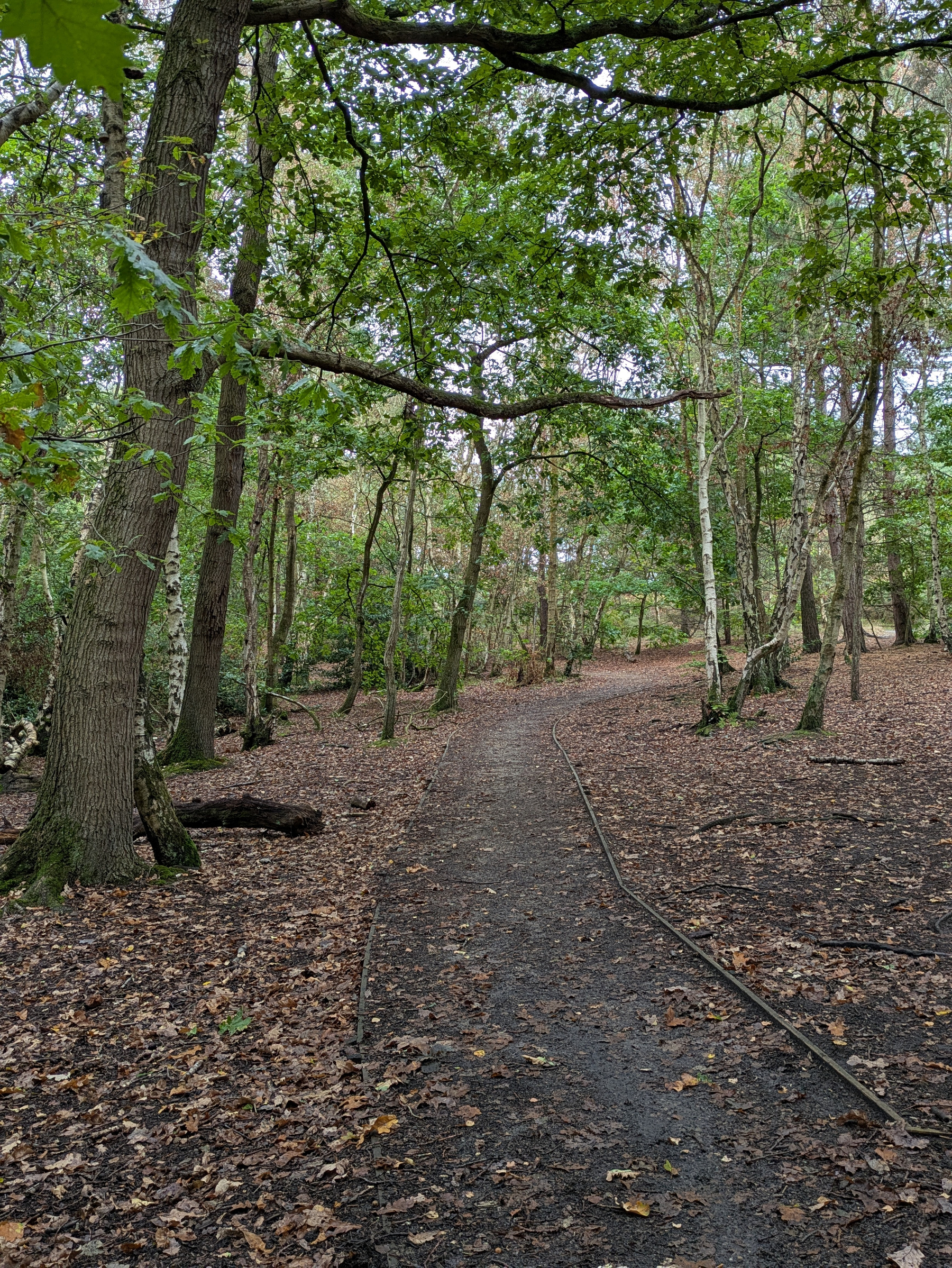 A dirt path winds through a forest with tall trees and a ground covered in fallen leaves.