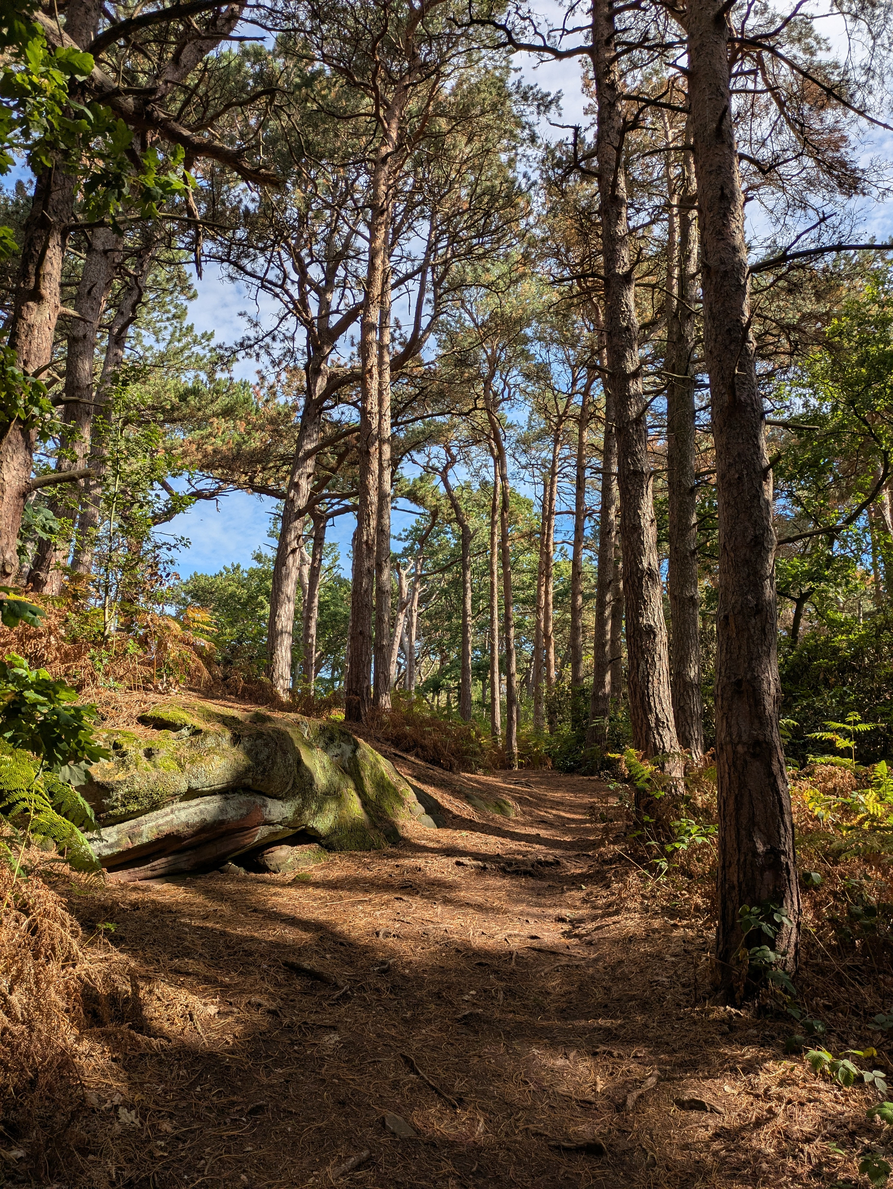 A sunlit forest path winds through tall pine trees and moss-covered rocks under a partly cloudy sky.