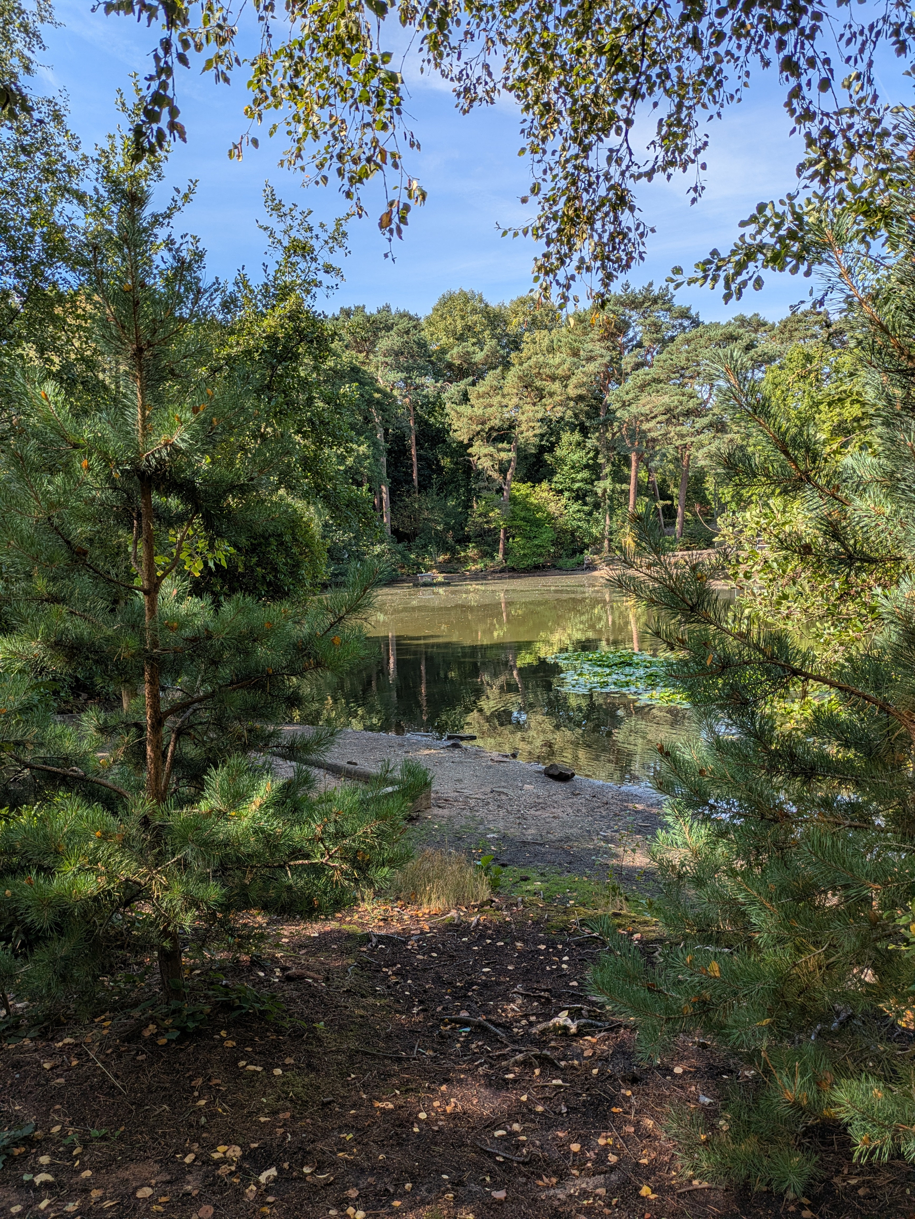 A tranquil forest scene features a small pond surrounded by lush green trees under a clear blue sky.