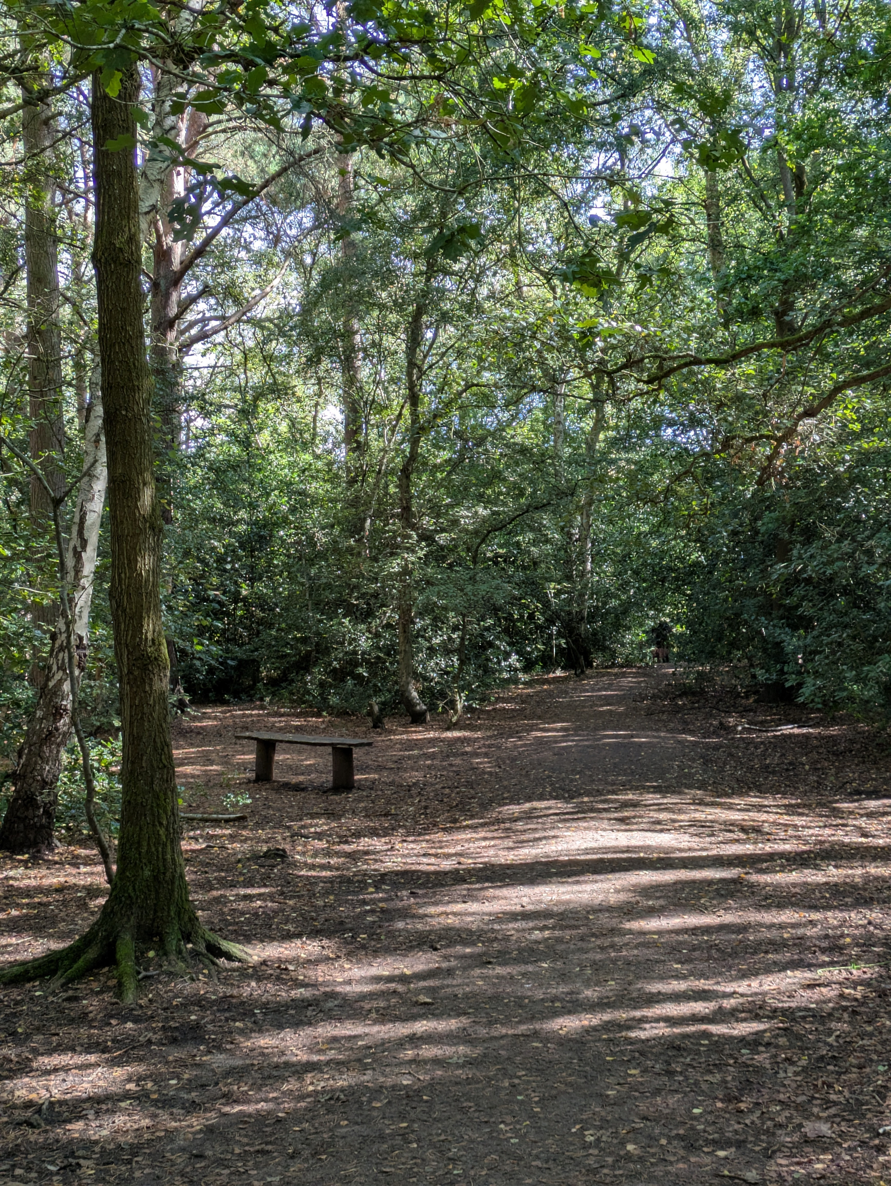 A sunlit dirt path winds through a dense forest with a wooden bench positioned to the side.