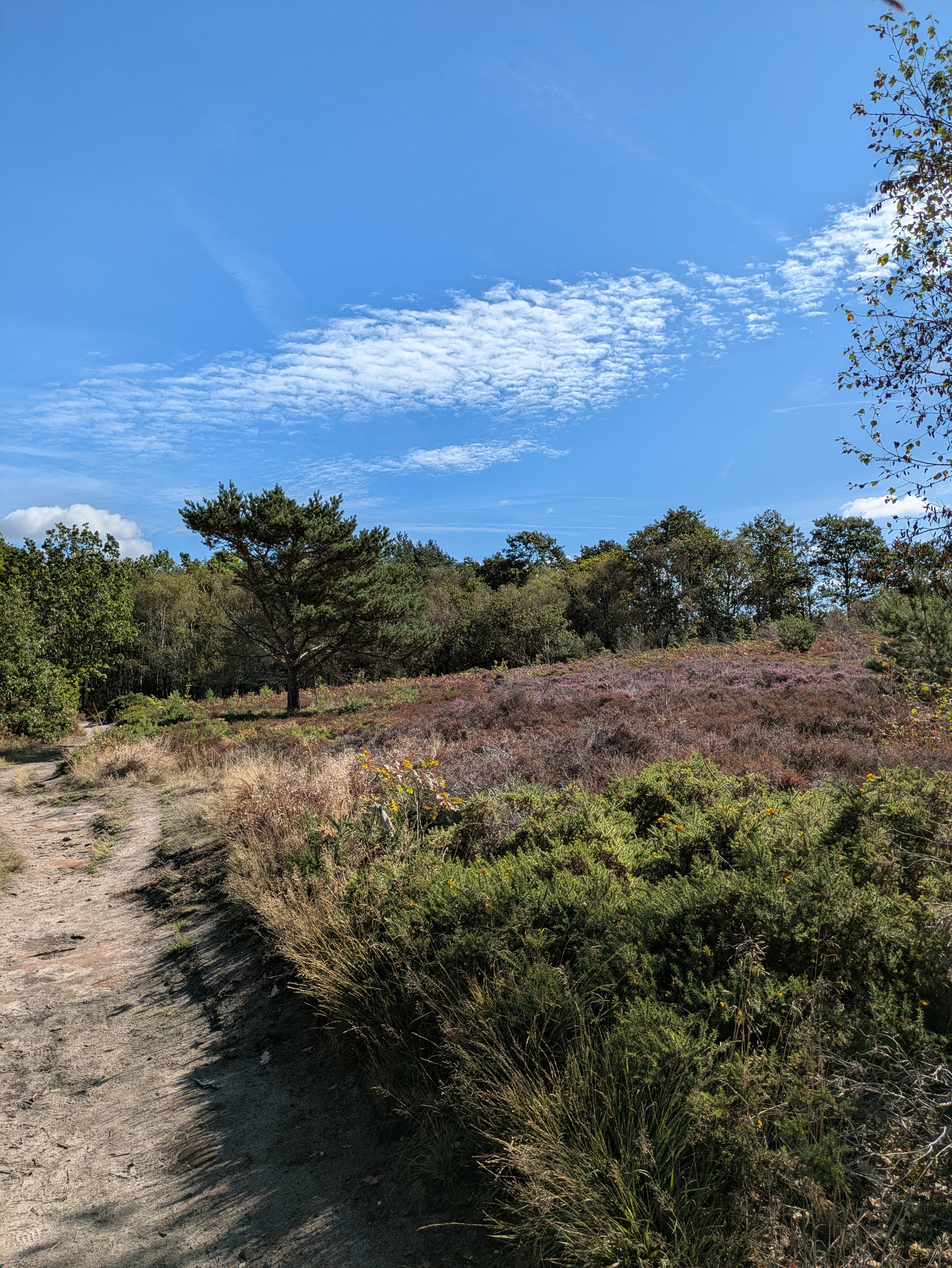 A dirt path winds through a natural landscape of shrubs, trees, and a clear blue sky with scattered clouds above.