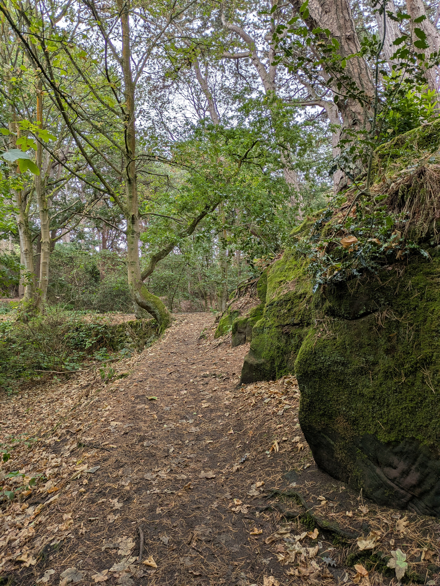 A dirt path covered with fallen leaves winds through a dense forest with tall trees and a large moss-covered rock.