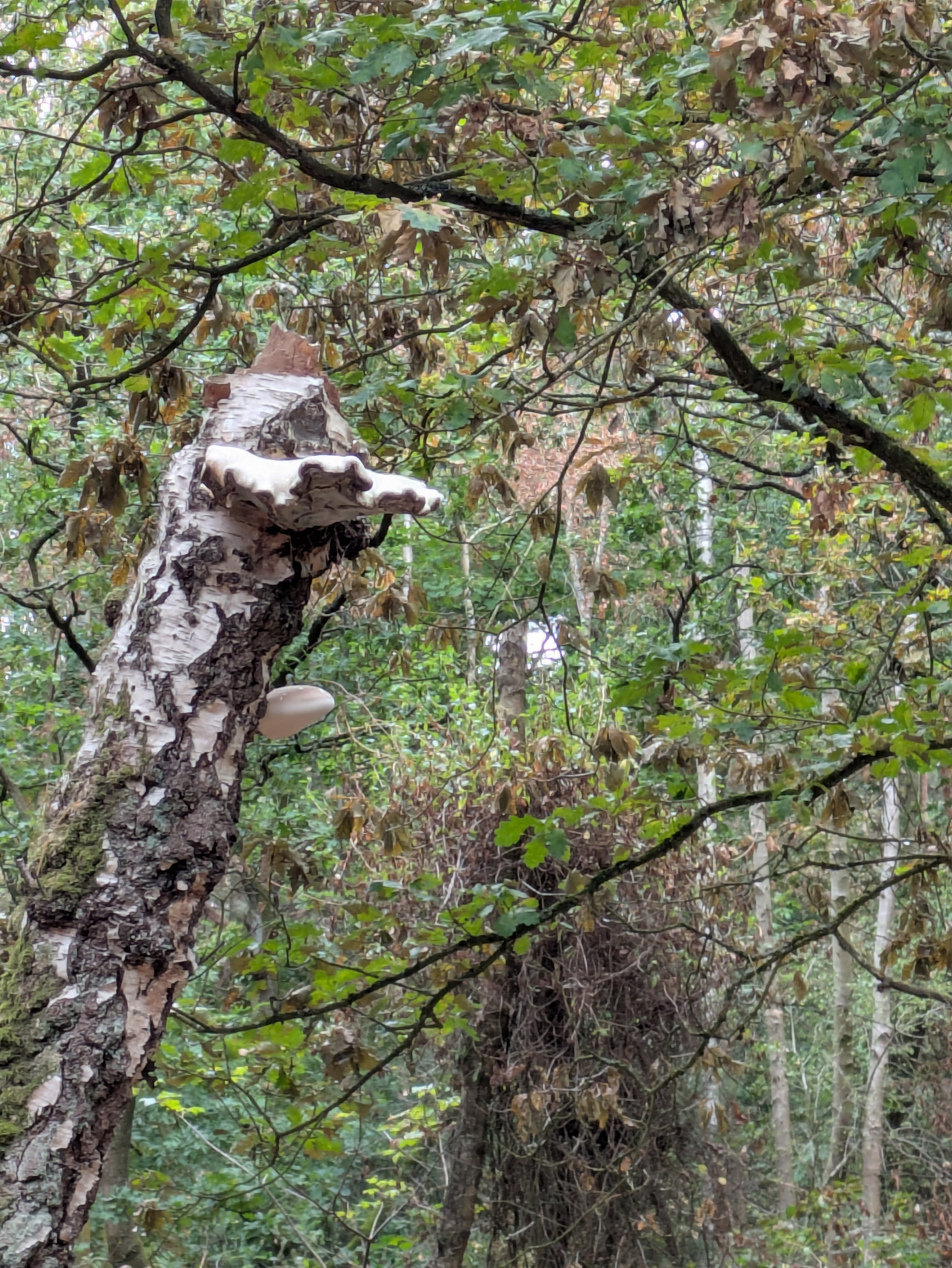 A tree trunk with white fungi growing on it is surrounded by dense green and brown foliage in a forest.