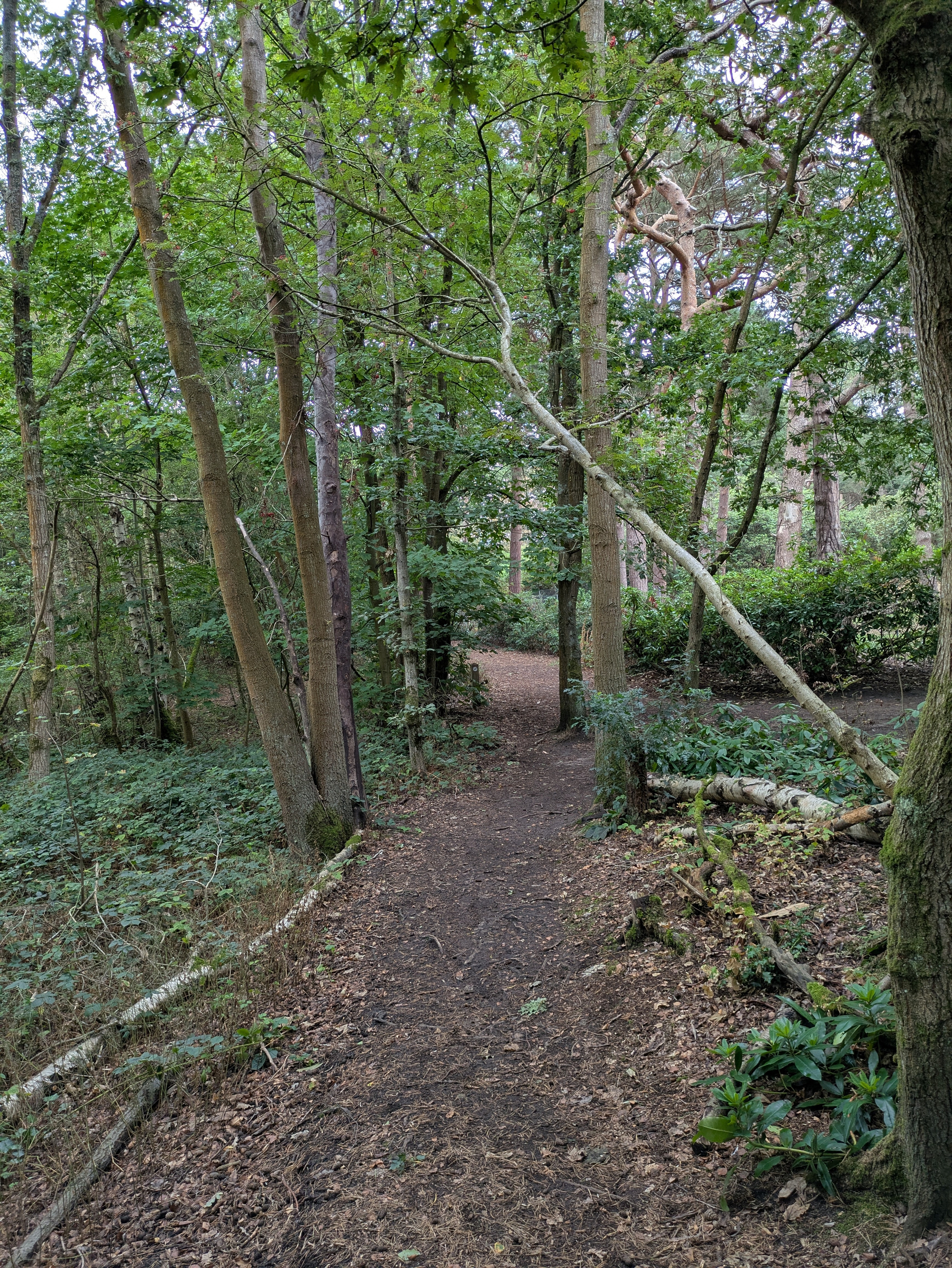 A dirt path winds through a dense green forest with tall trees and scattered fallen branches.