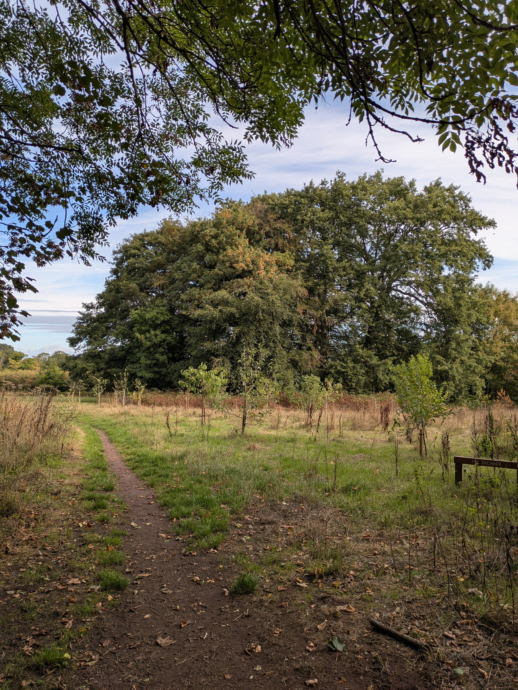 A narrow dirt path winds through a grassy field toward a cluster of large, leafy trees under a partly cloudy sky.
