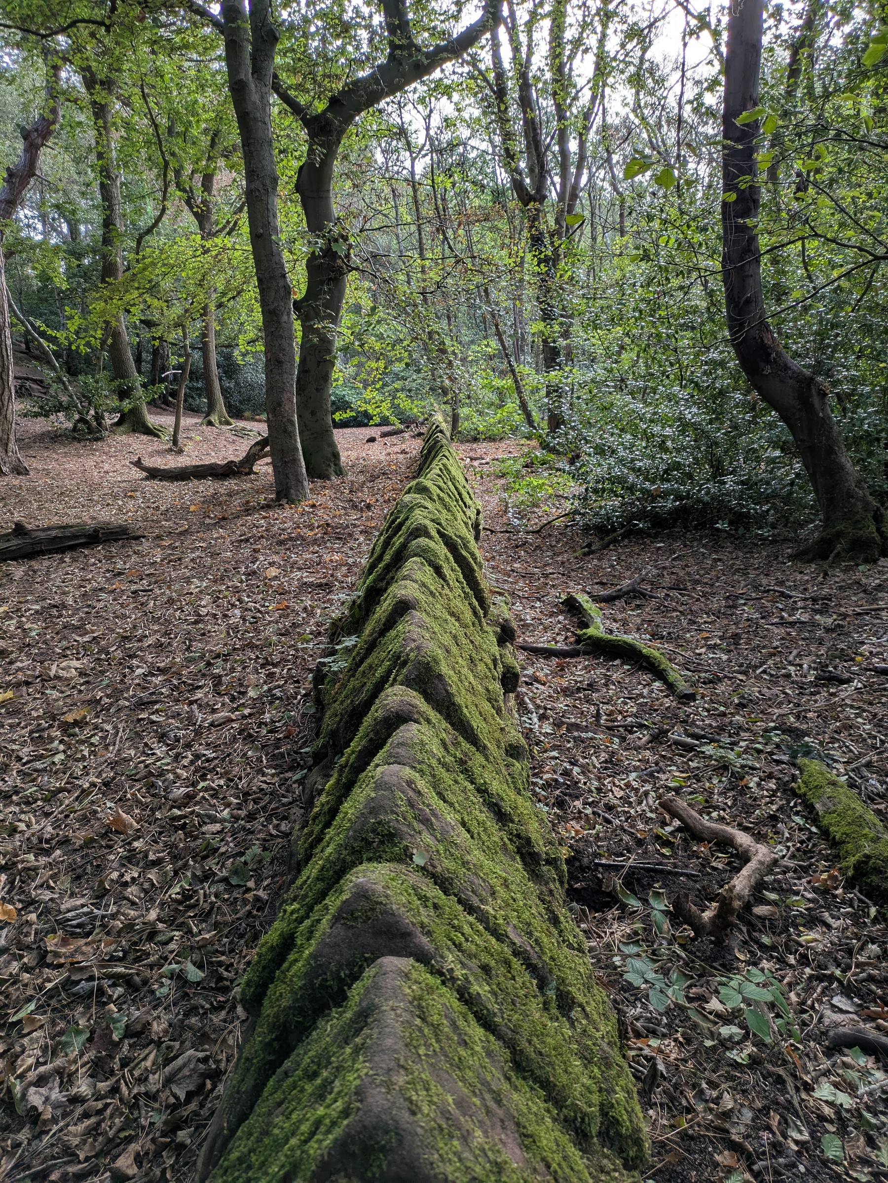 A moss-covered fallen tree lies on the forest floor surrounded by trees and scattered leaves.