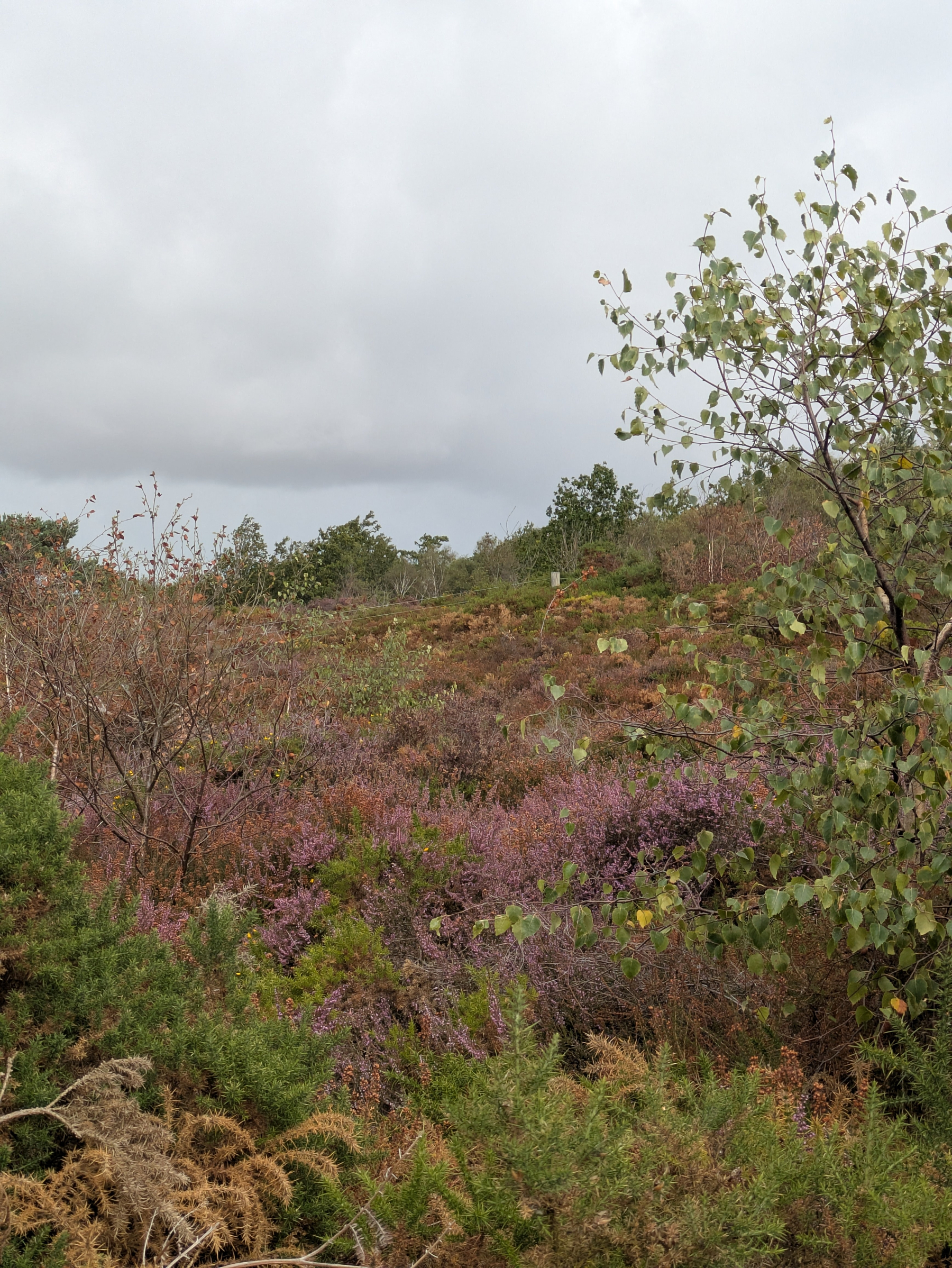A natural landscape filled with a variety of green and purple vegetation under a cloudy sky.