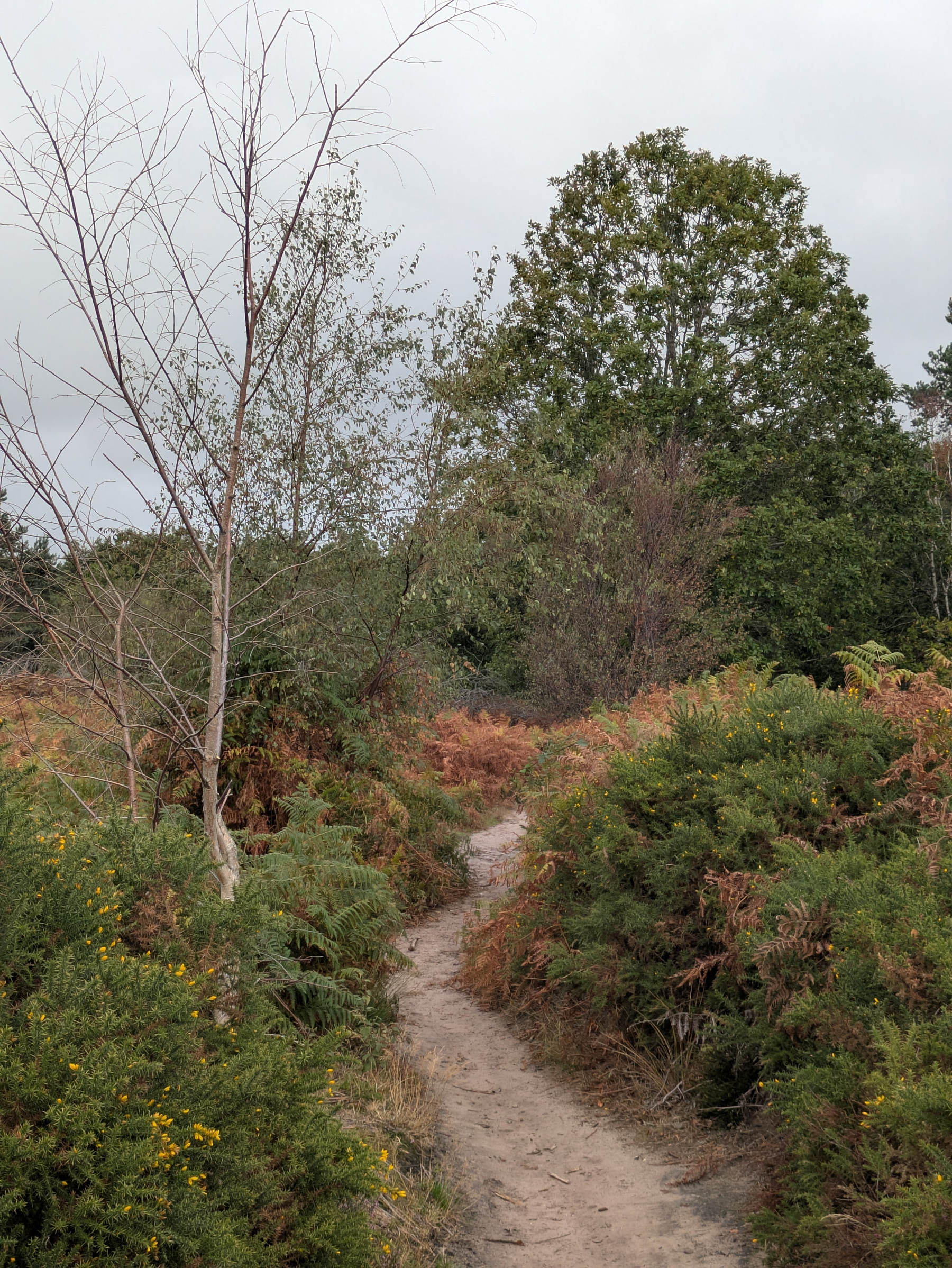A narrow dirt path winds through dense green and brown foliage under an overcast sky.