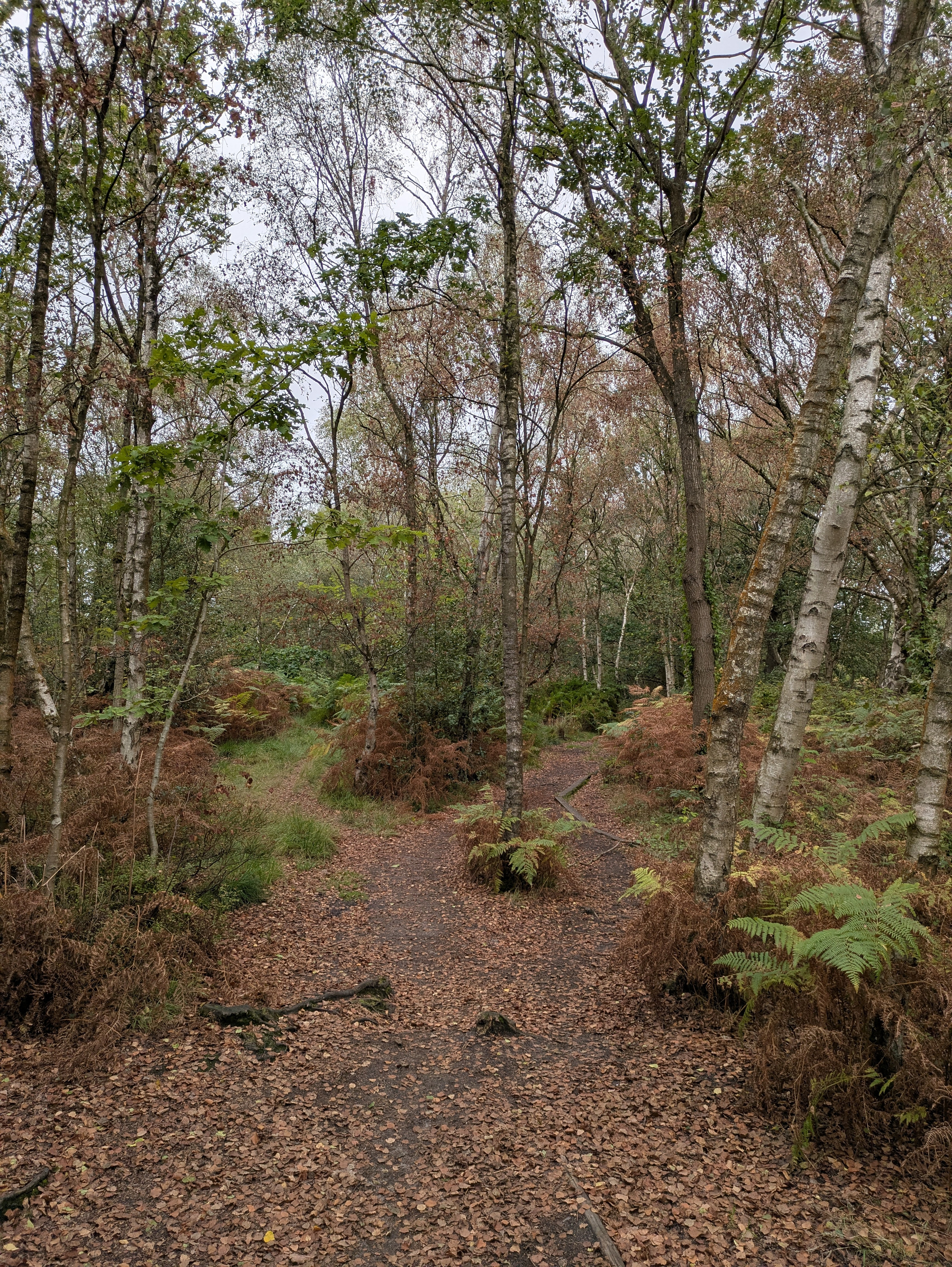A forest path covered in fallen leaves winds through trees with a mix of green and brown foliage.