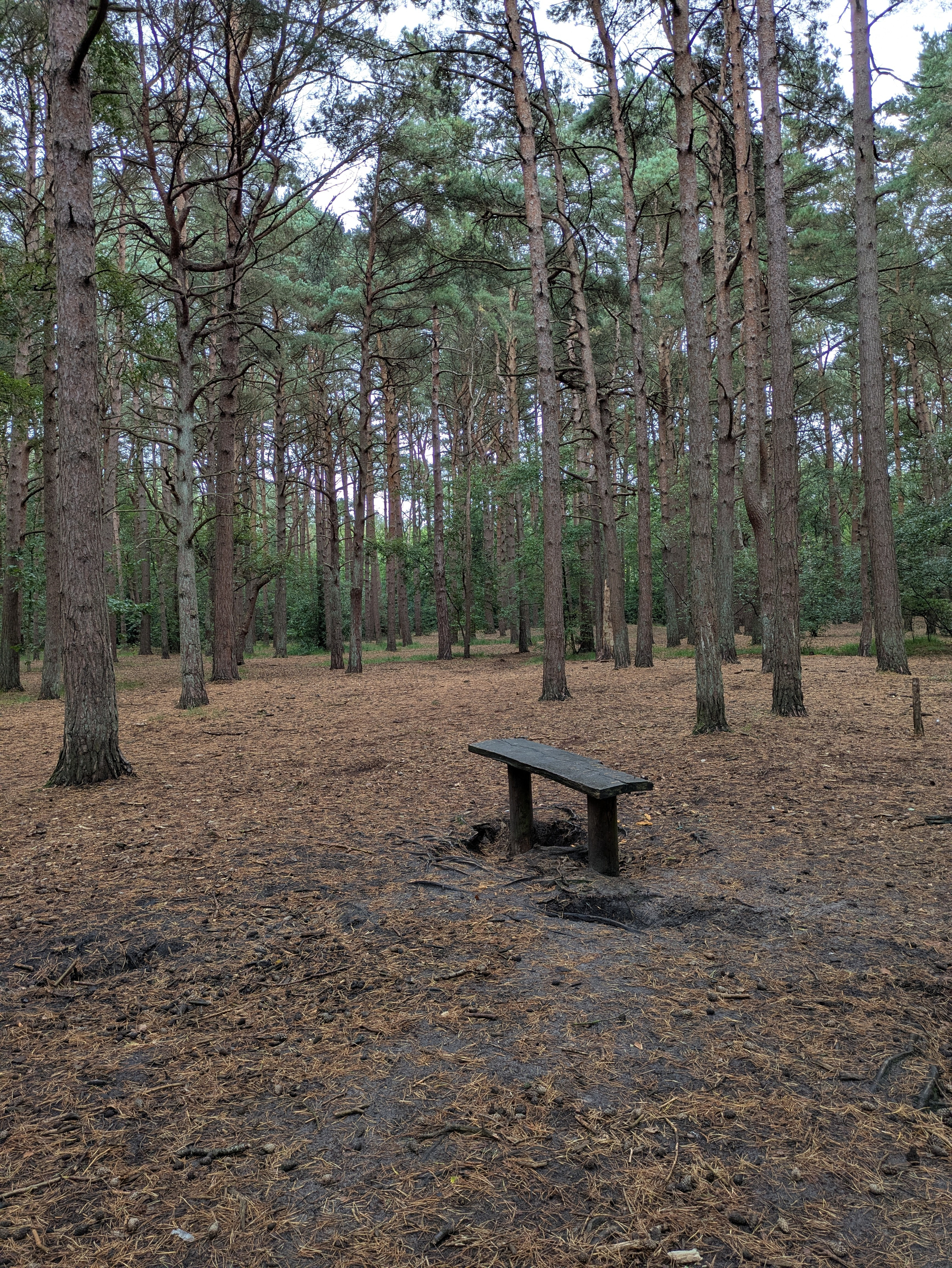 A solitary wooden bench stands amidst a dense pine forest with a floor covered in dry pine needles.