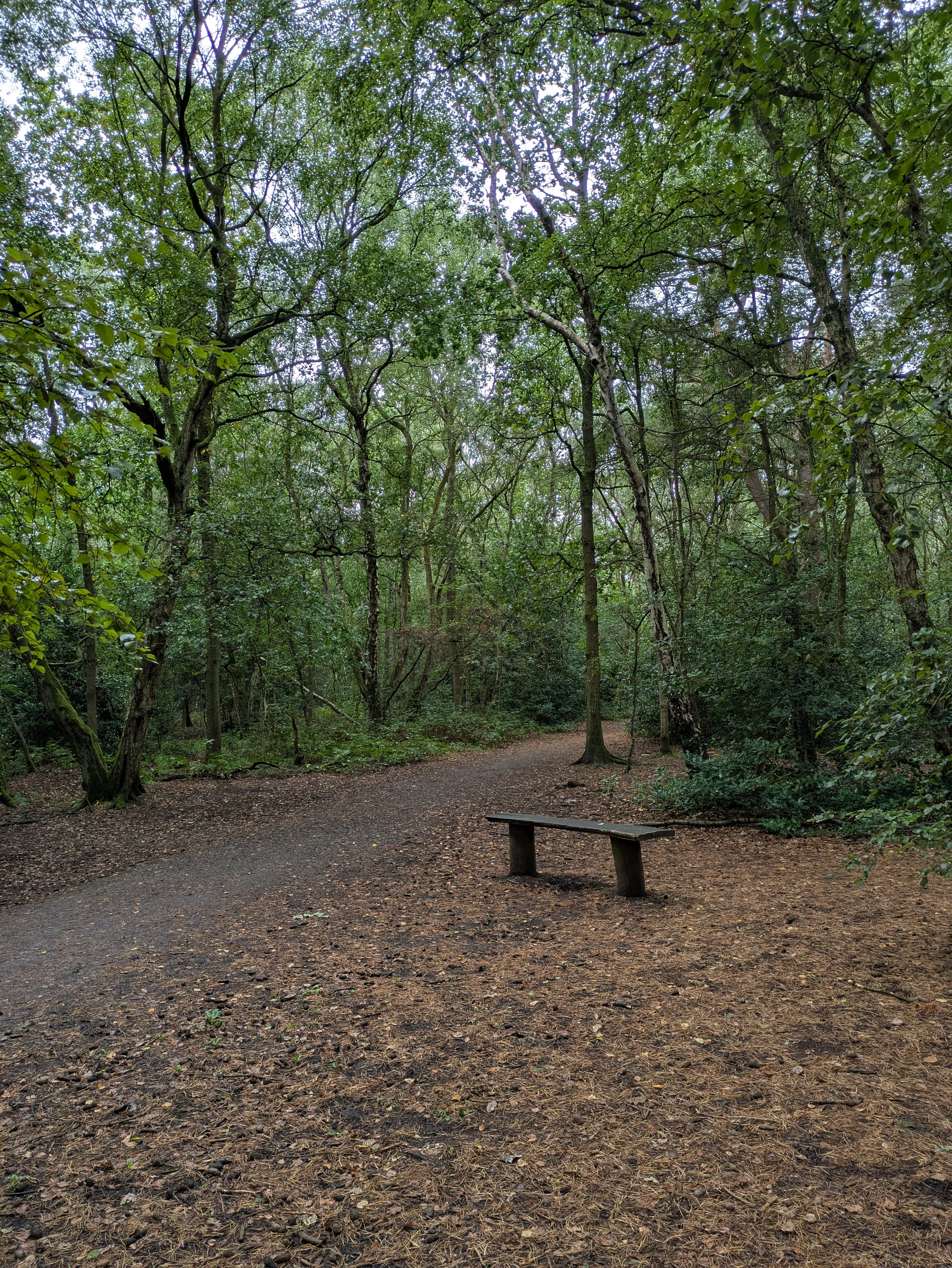 A quiet forest path is surrounded by dense green trees with a simple wooden bench placed beside it.
