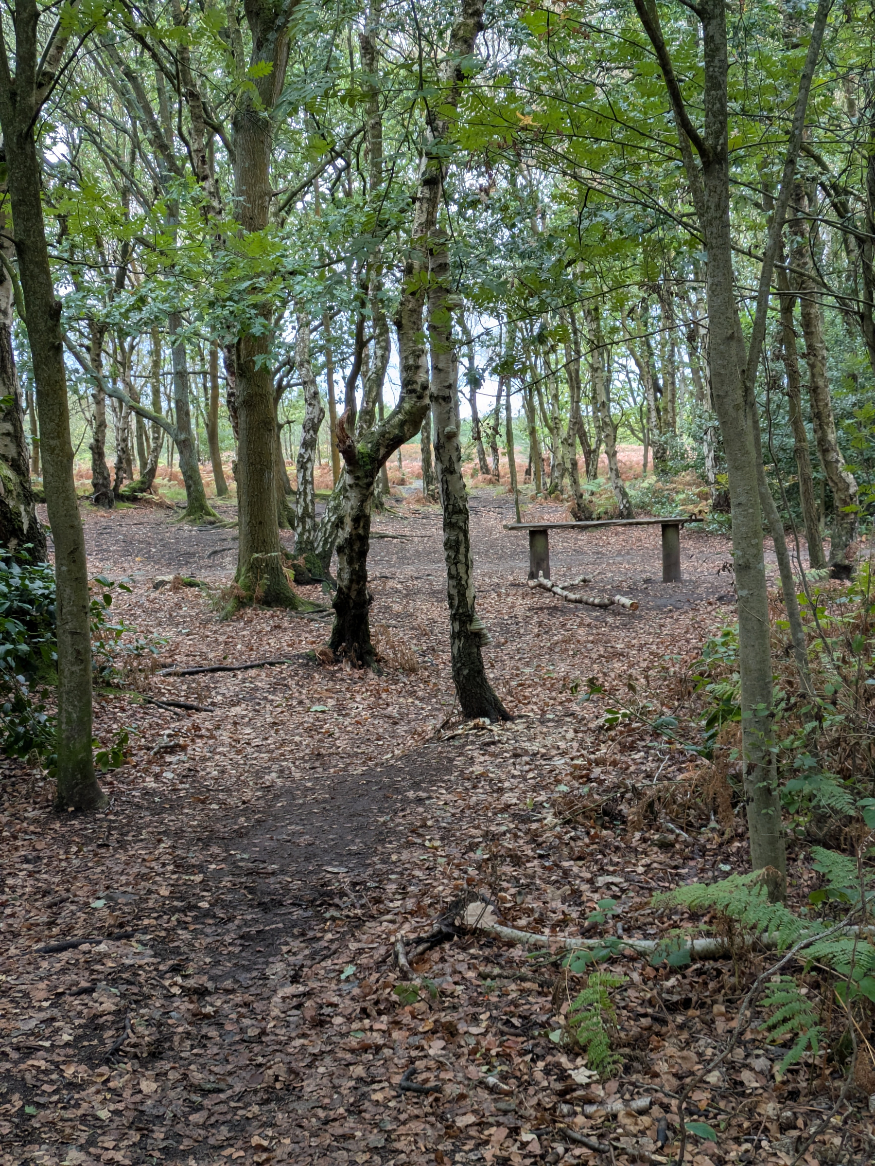 A peaceful wooded area features a dirt path, scattered dry leaves, and a simple wooden bench amidst tall trees with green foliage.