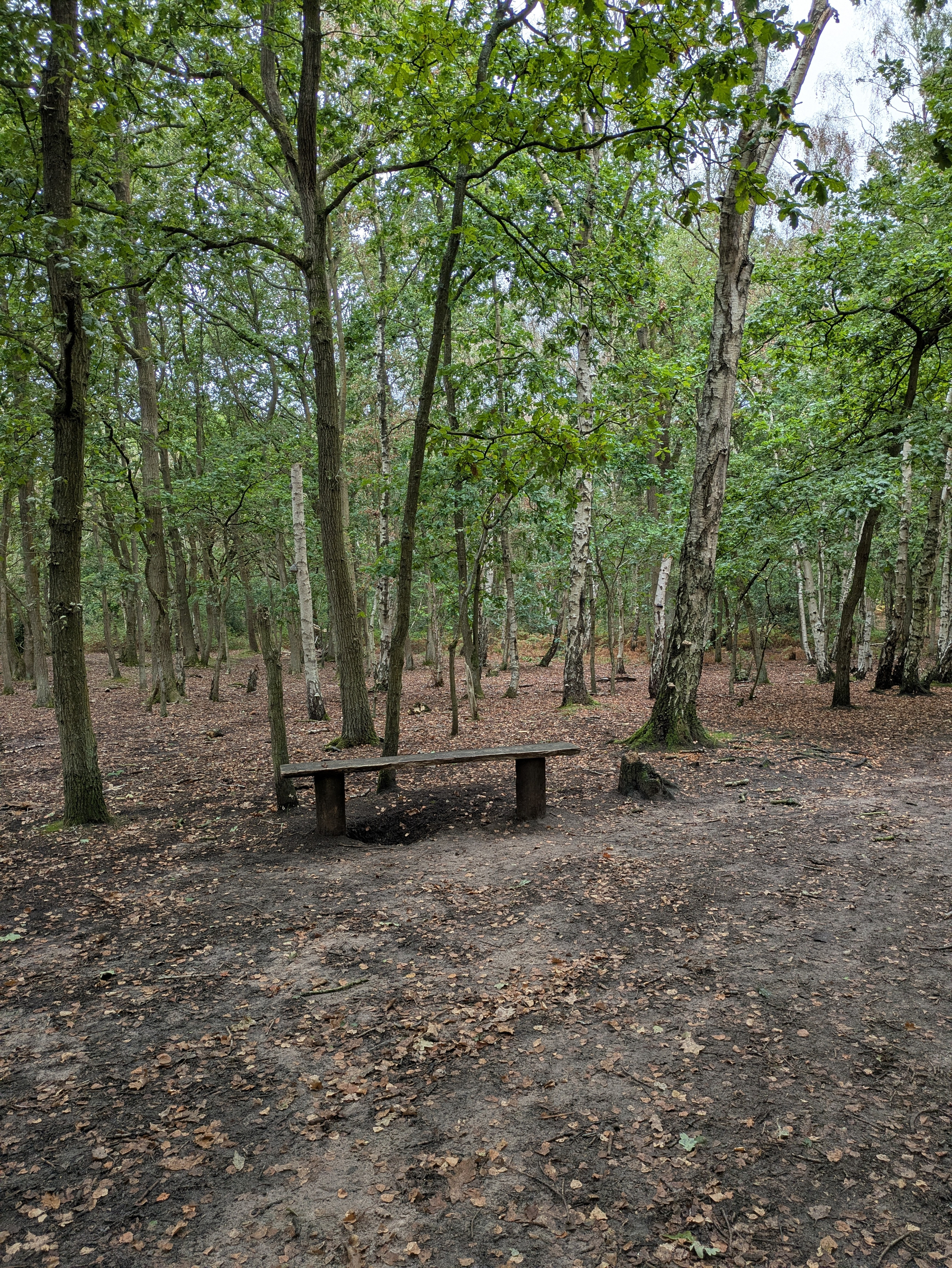 A simple wooden bench is situated in a forest clearing surrounded by tall trees and scattered fallen leaves.