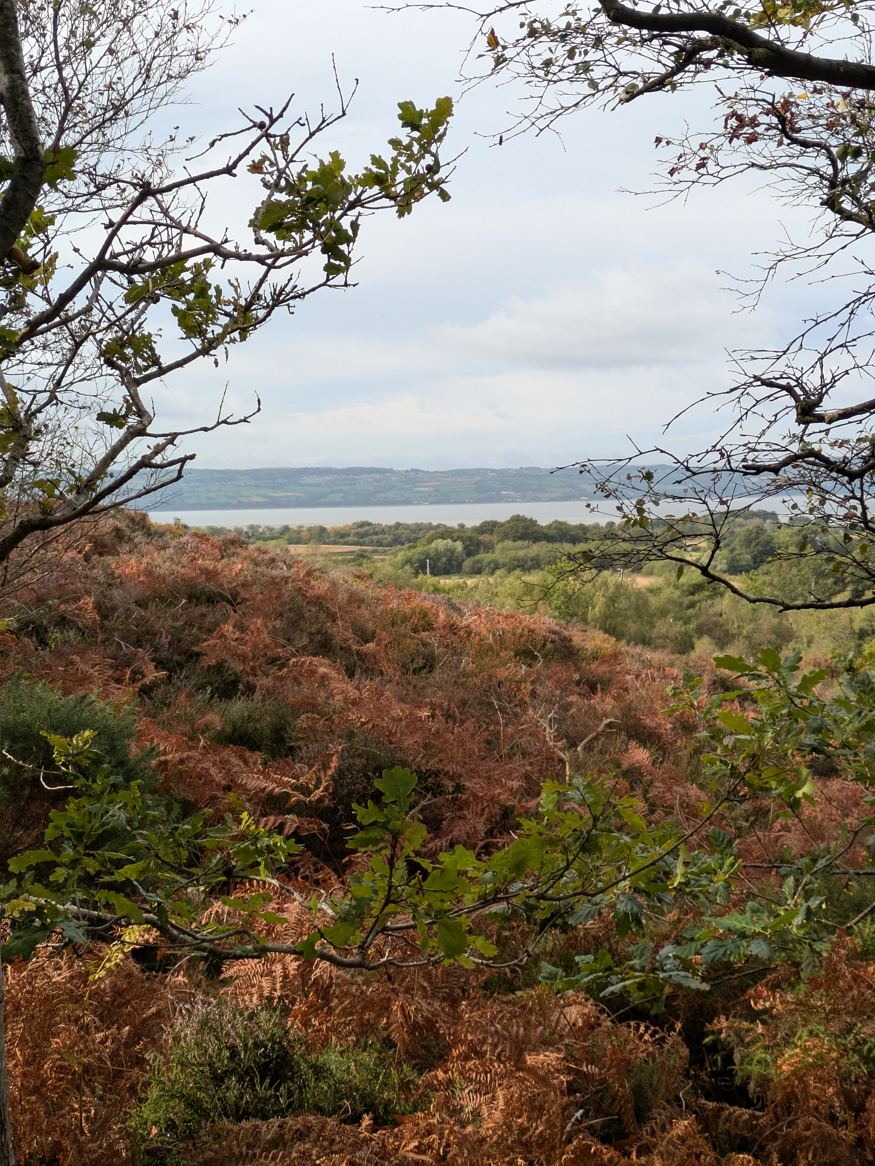 A scenic view of a hillside covered in autumnal foliage with a distant body of water and hills under a cloudy sky.