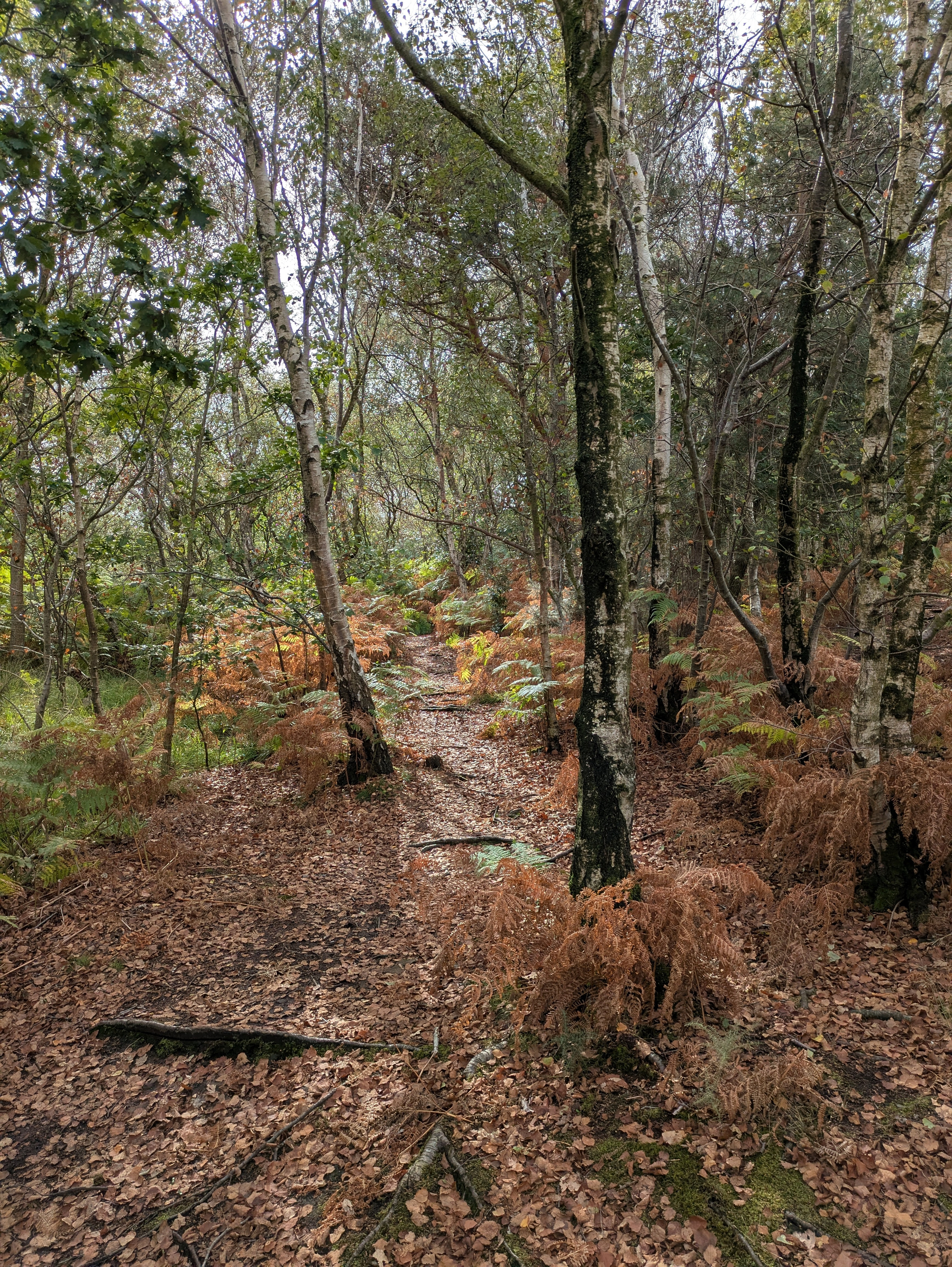 A narrow, leaf-covered trail winds through a forest with tall trees and brown ferns.