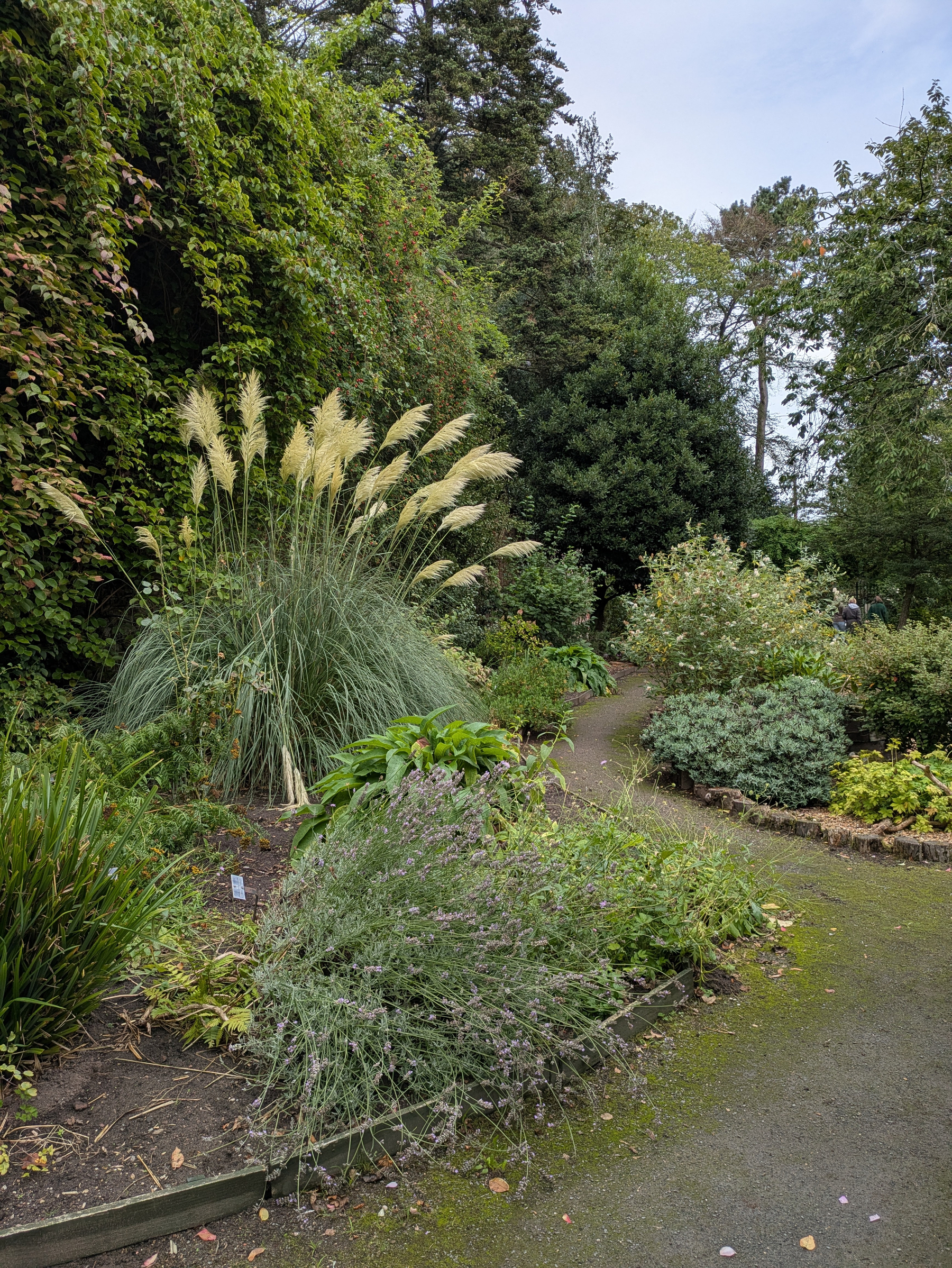 A winding garden path is surrounded by lush greenery, including tall pampas grass and various shrubs.