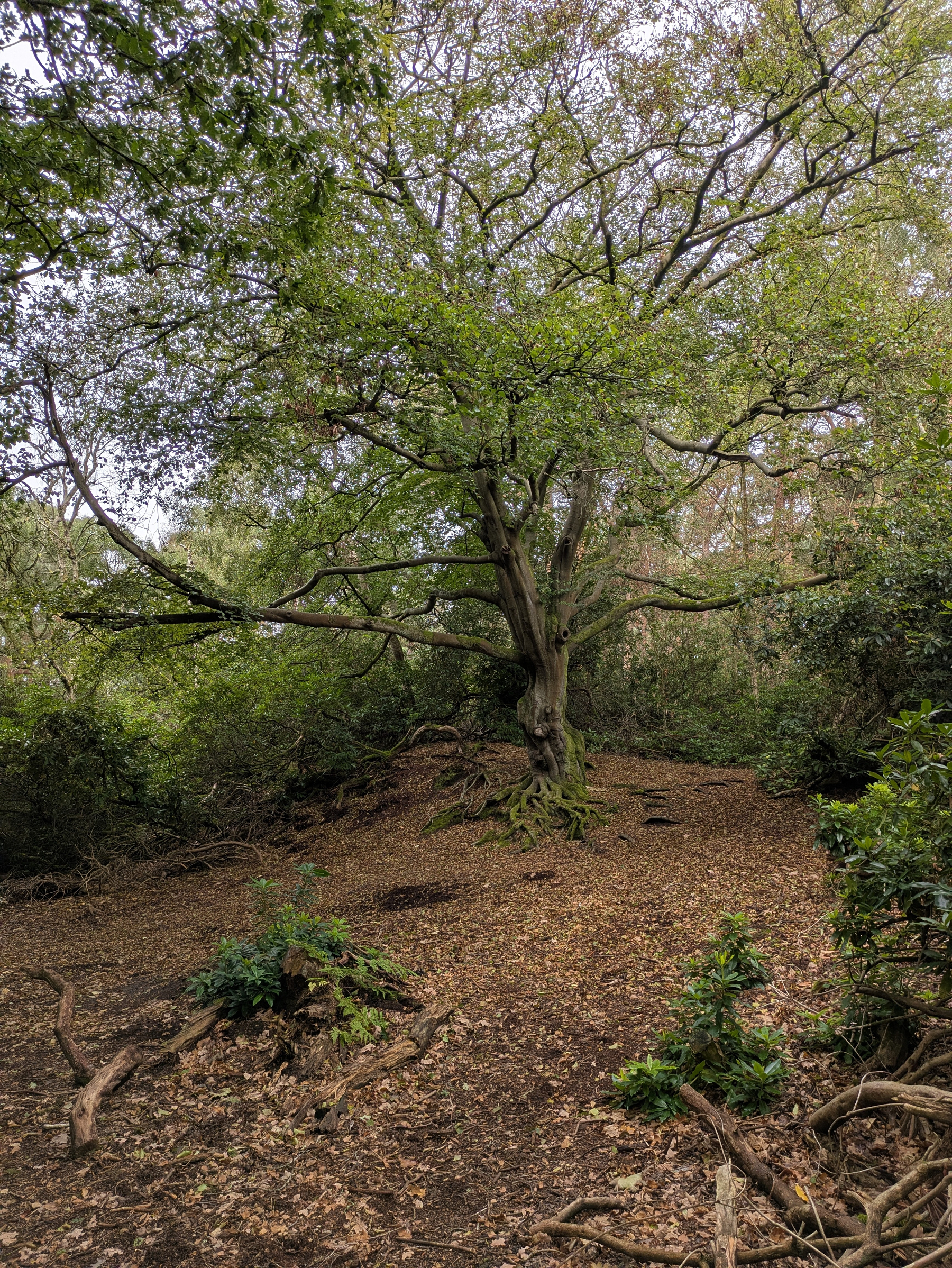 A large tree with spreading branches stands on a leaf-covered forest floor surrounded by dense greenery.