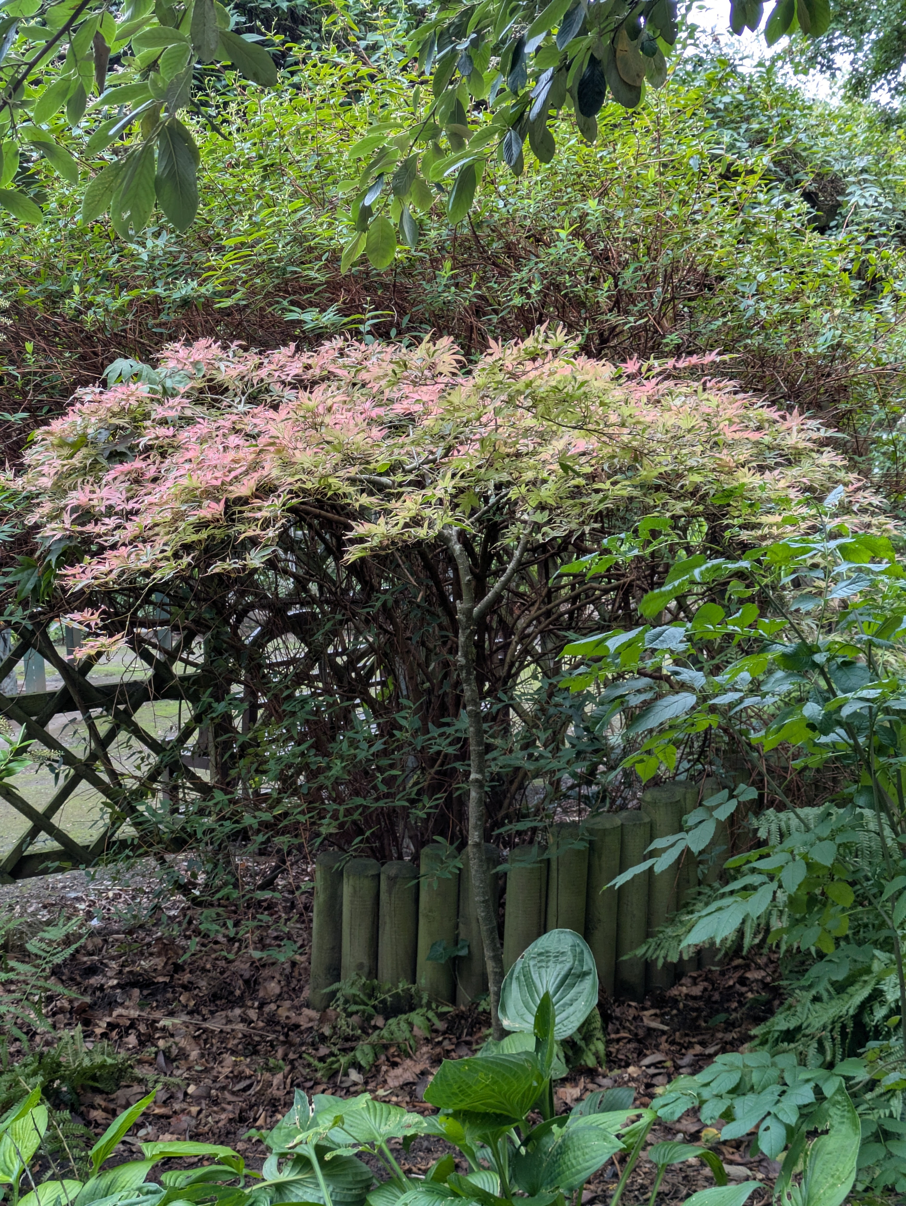 A small tree with pink and green leaves is surrounded by various green plants and enclosed by short wooden logs in a garden setting.