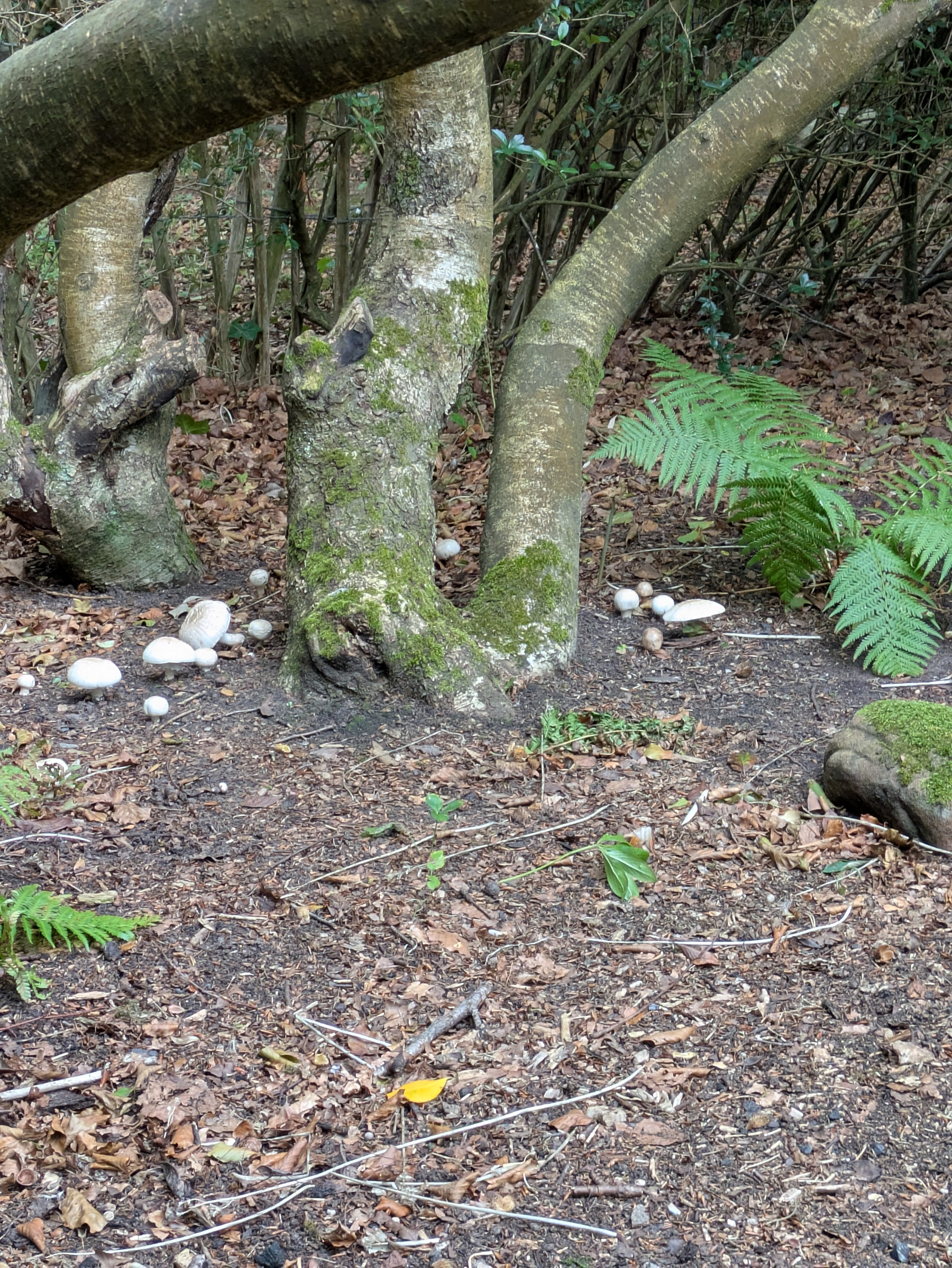 A cluster of white mushrooms is growing at the base of tree trunks surrounded by moss, ferns, and fallen leaves.