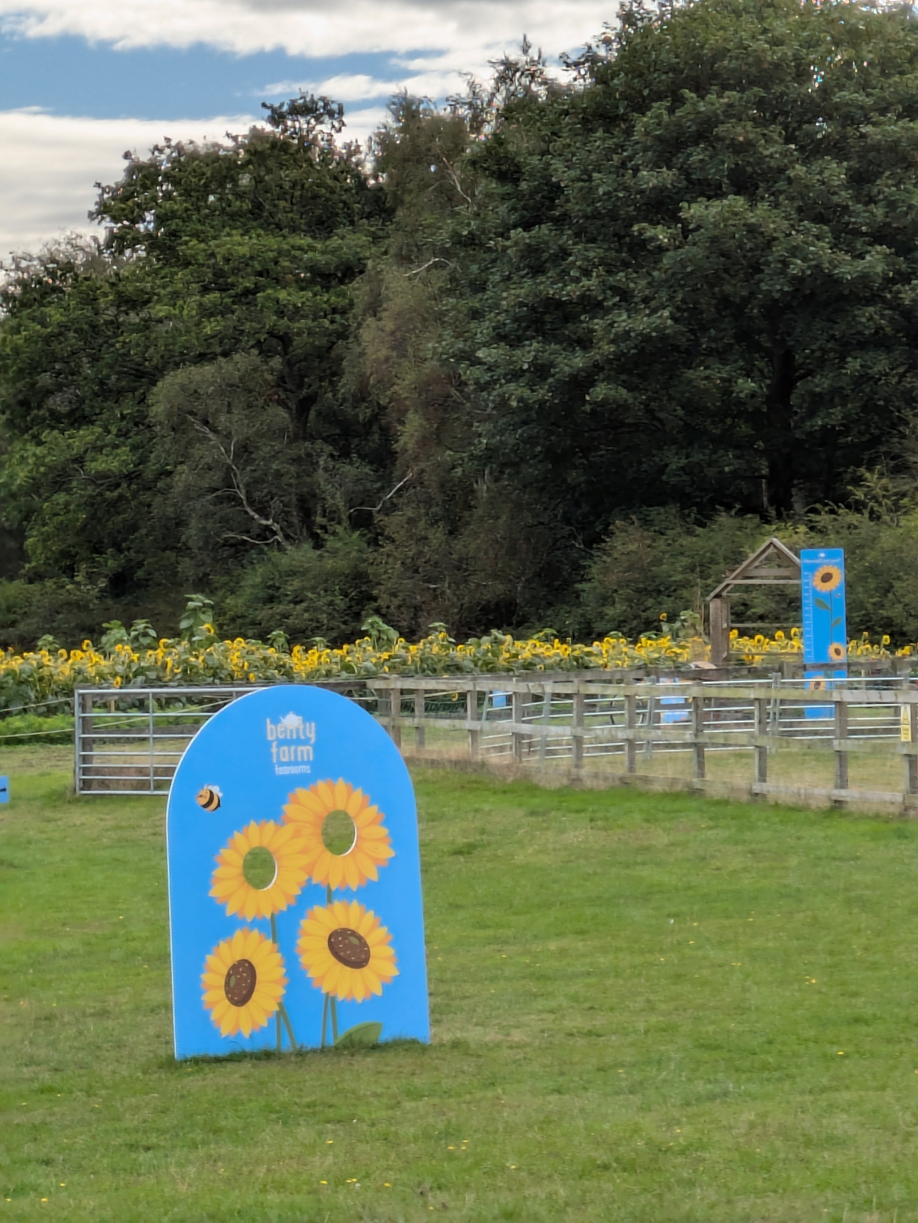 A grassy field with fences features blue signs decorated with sunflowers, with a backdrop of trees and a line of blooming sunflowers.