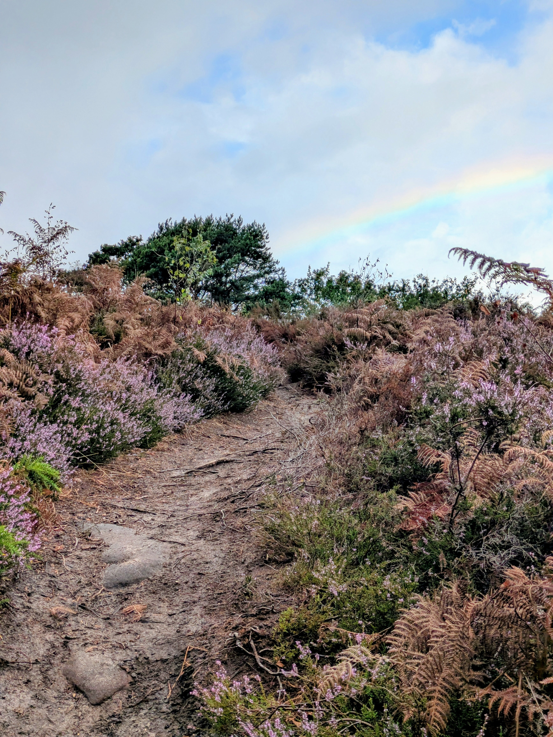 A dirt path winds uphill through a mix of purple heather and brown ferns under a partly cloudy sky.