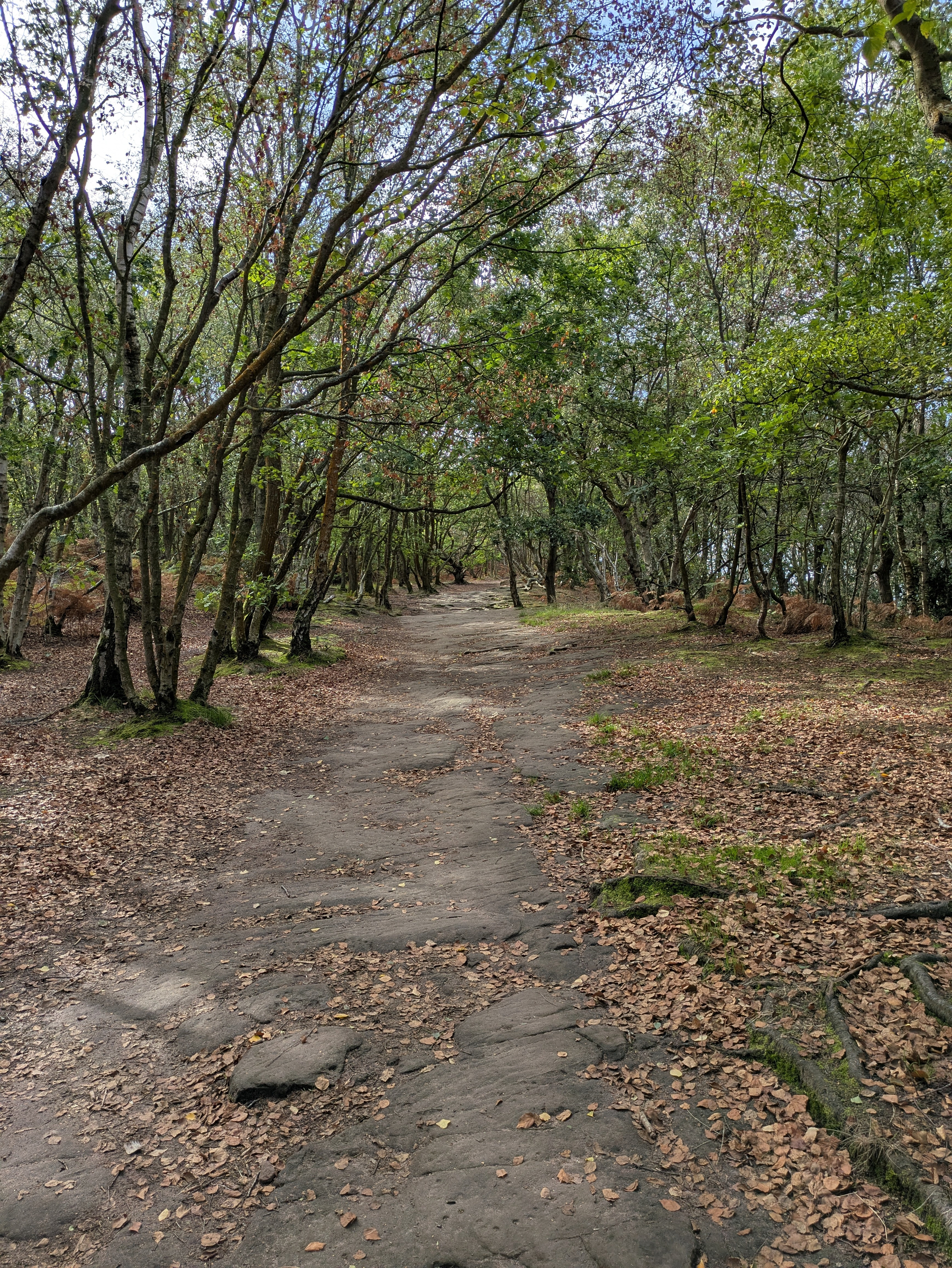 A dirt path covered with fallen leaves winds through a forest with trees that have green and brown foliage.