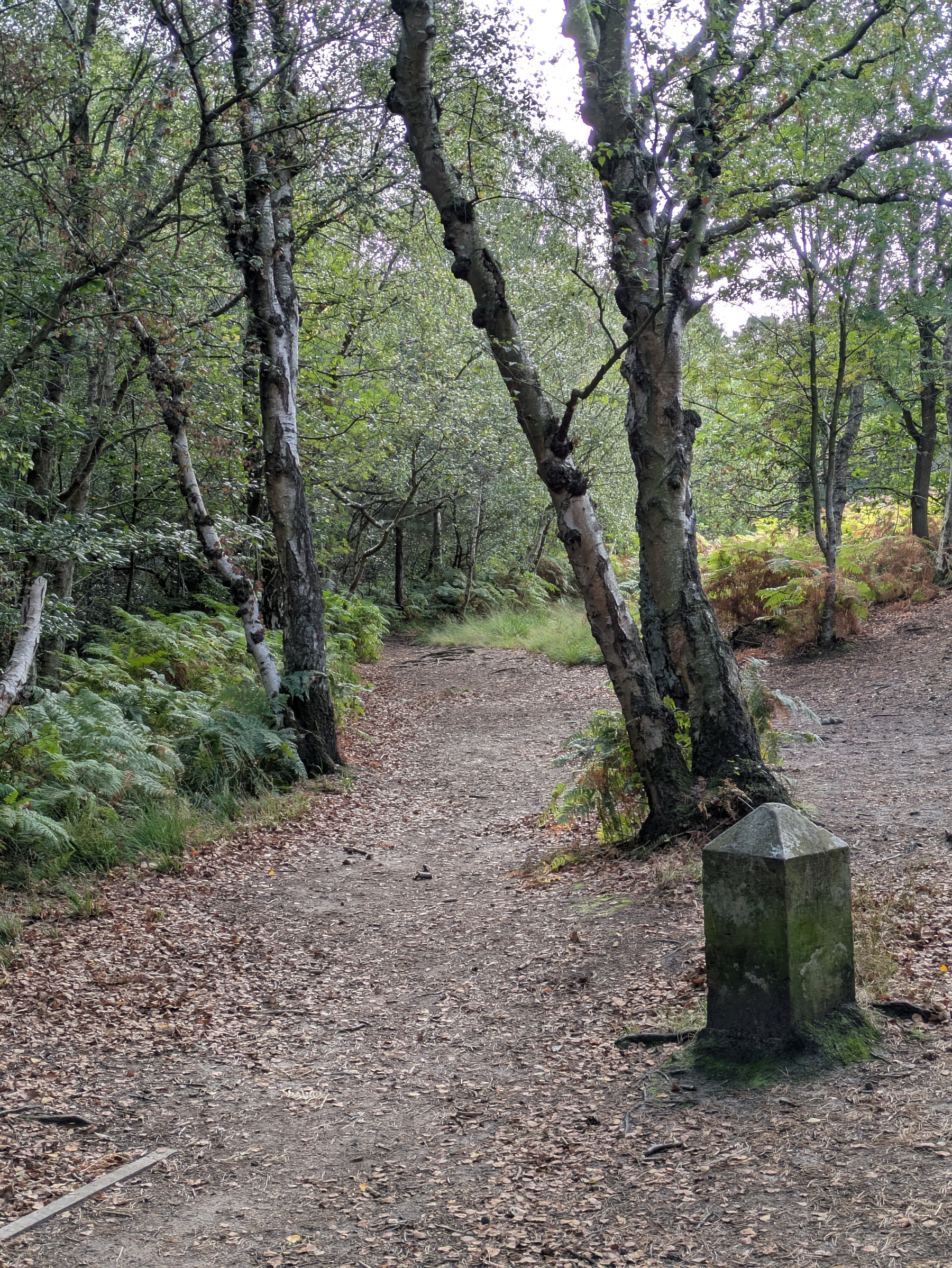A dirt path splits through a forested area with tall trees and a moss-covered stone marker near the fork.