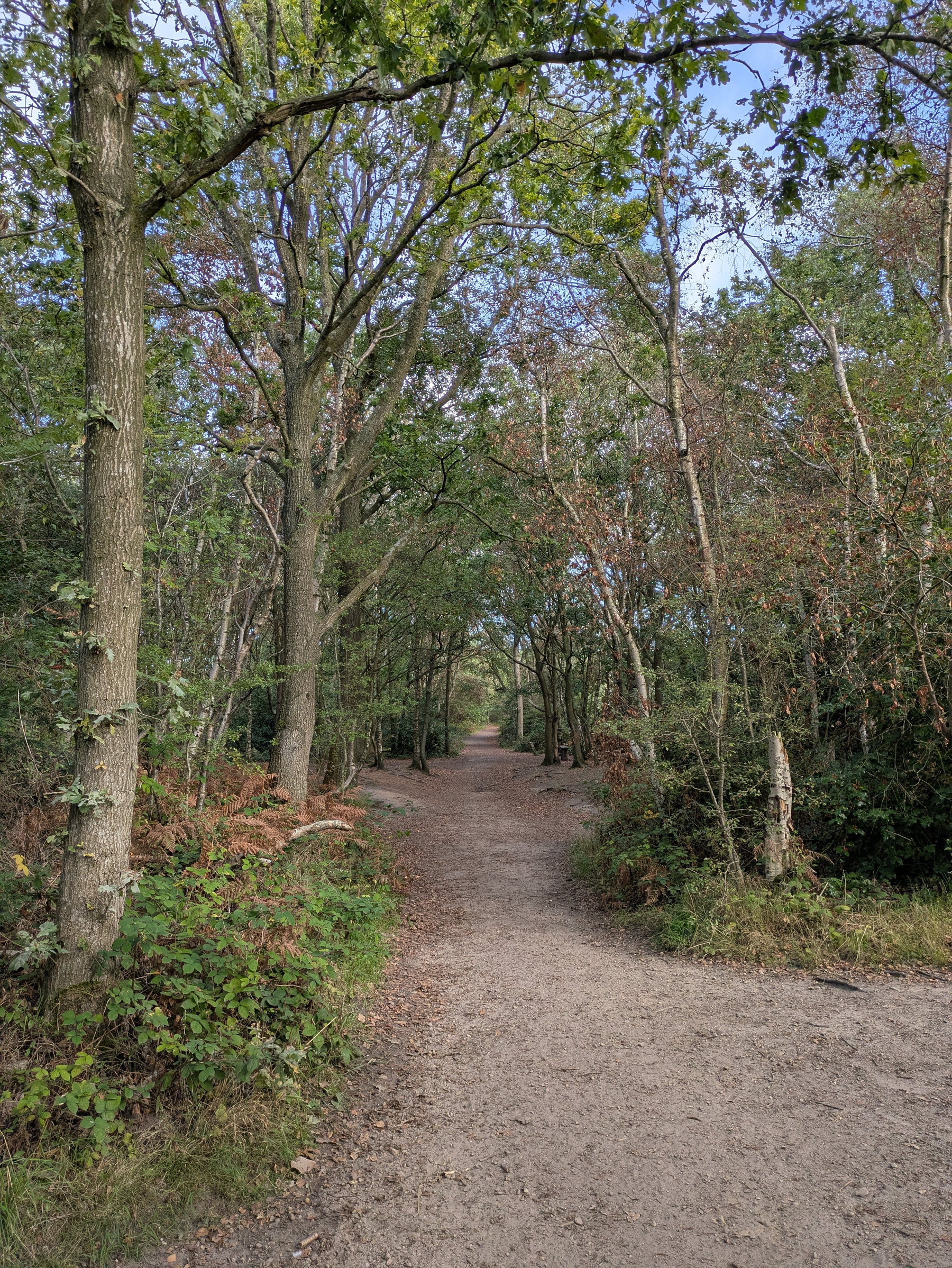 A dirt path winds through a forest with tall trees and dense green foliage on either side.