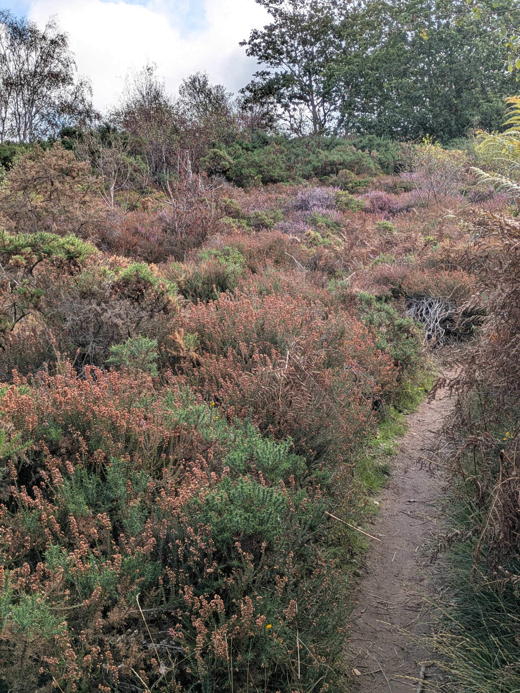 A narrow dirt path winds through dense bushes and shrubs with trees in the background under a partly cloudy sky.