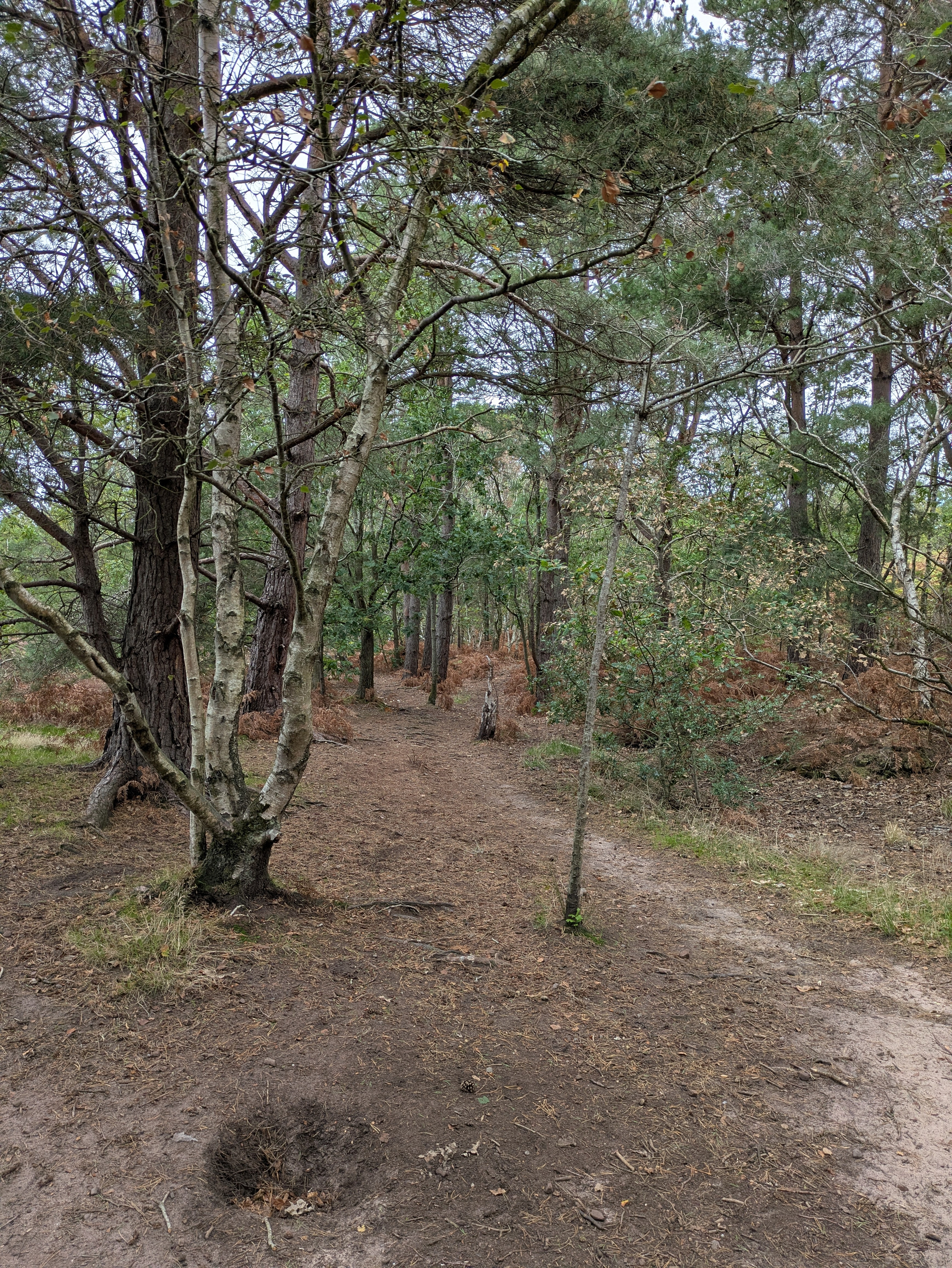 A dirt path winds through a wooded area with a variety of trees and sparse underbrush.