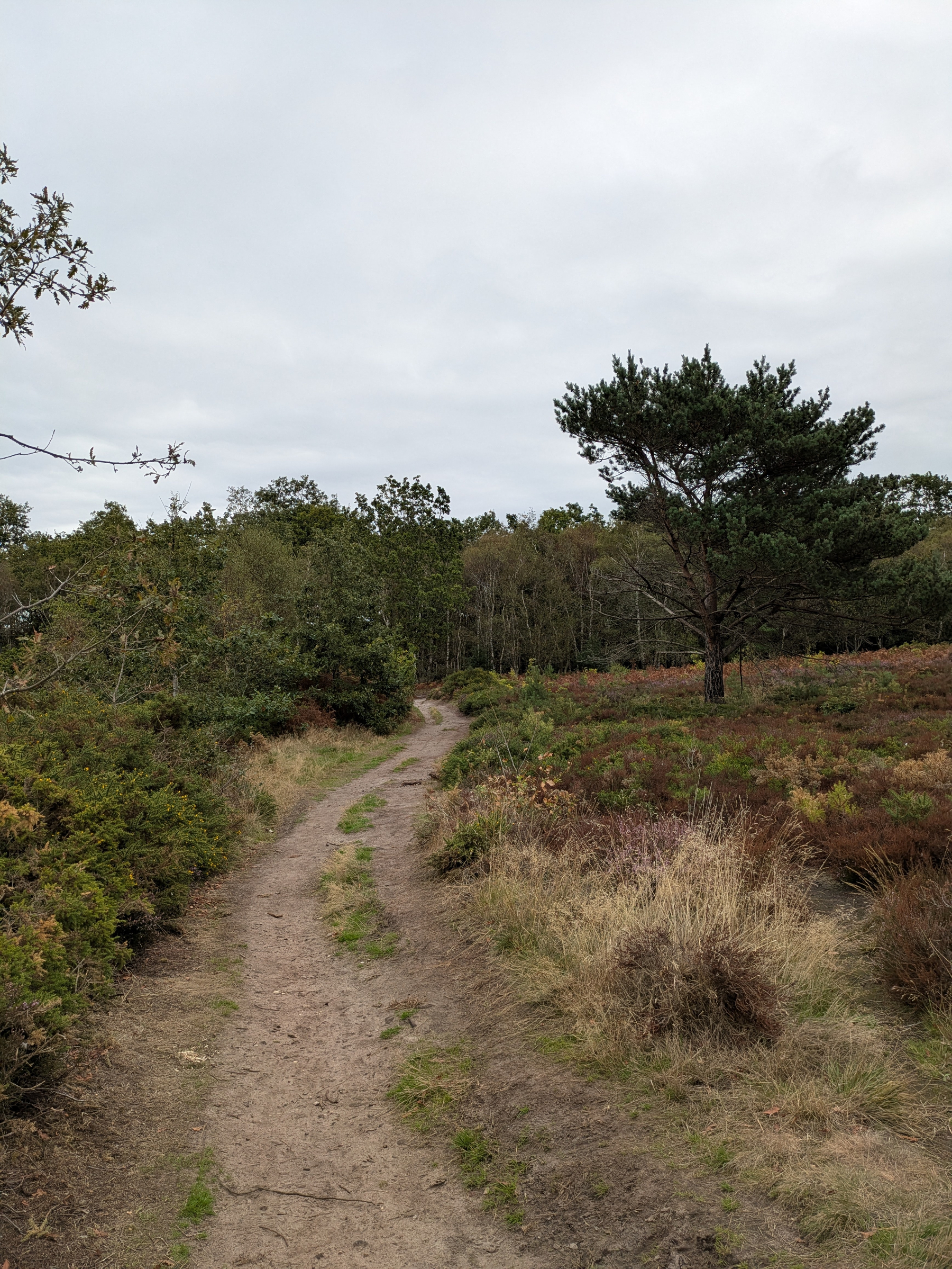 A dirt path winds through a natural landscape of shrubs, grass, and trees under a cloudy sky.
