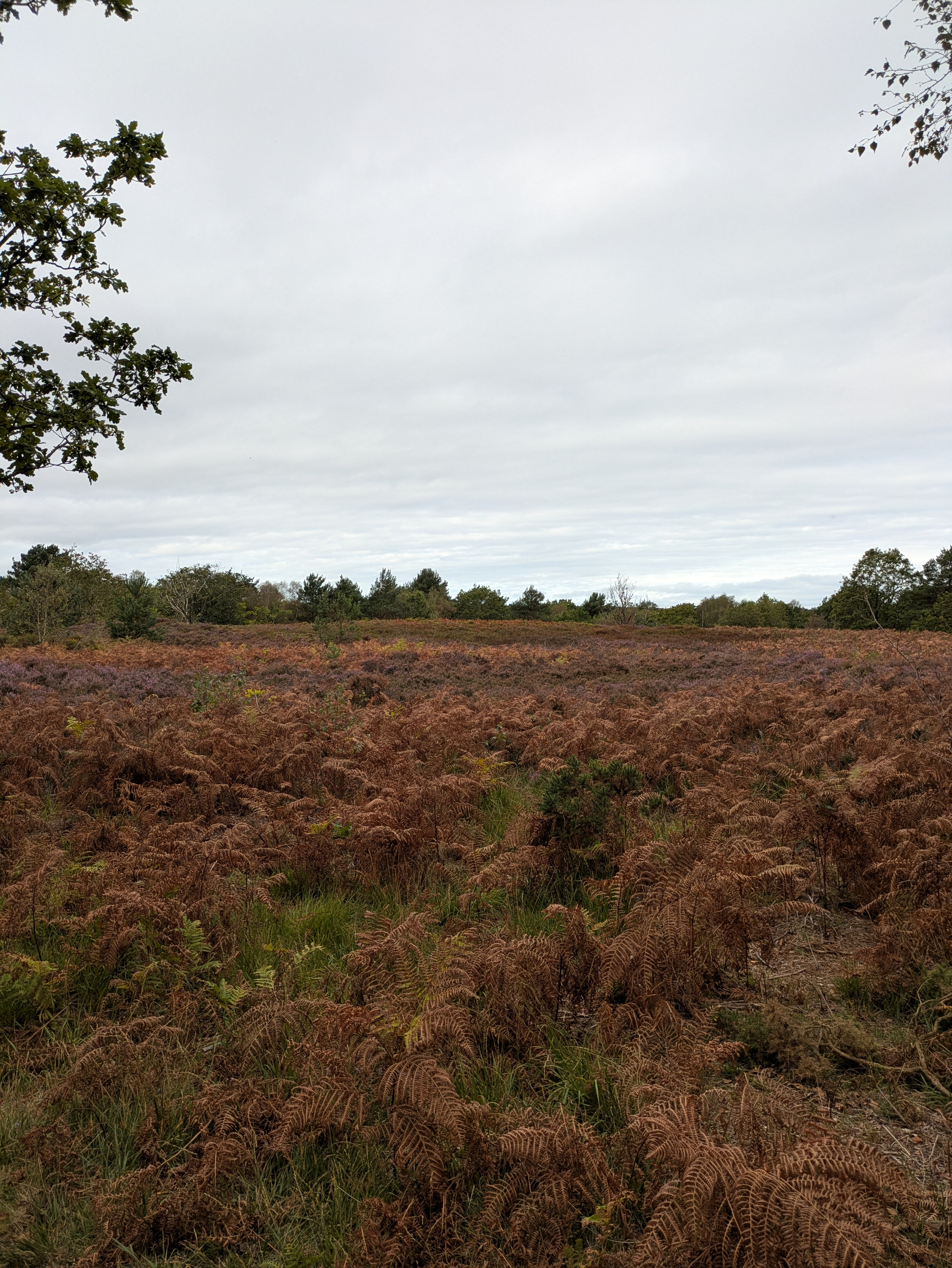 A vast field covered with brown ferns stretches towards a horizon lined with trees under a cloudy sky.