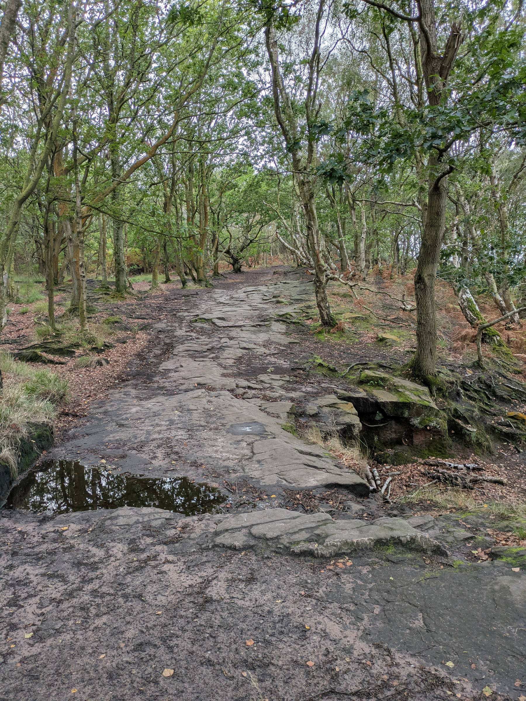 A rocky forest path winds through tall, leafy trees with a small puddle on the uneven ground.