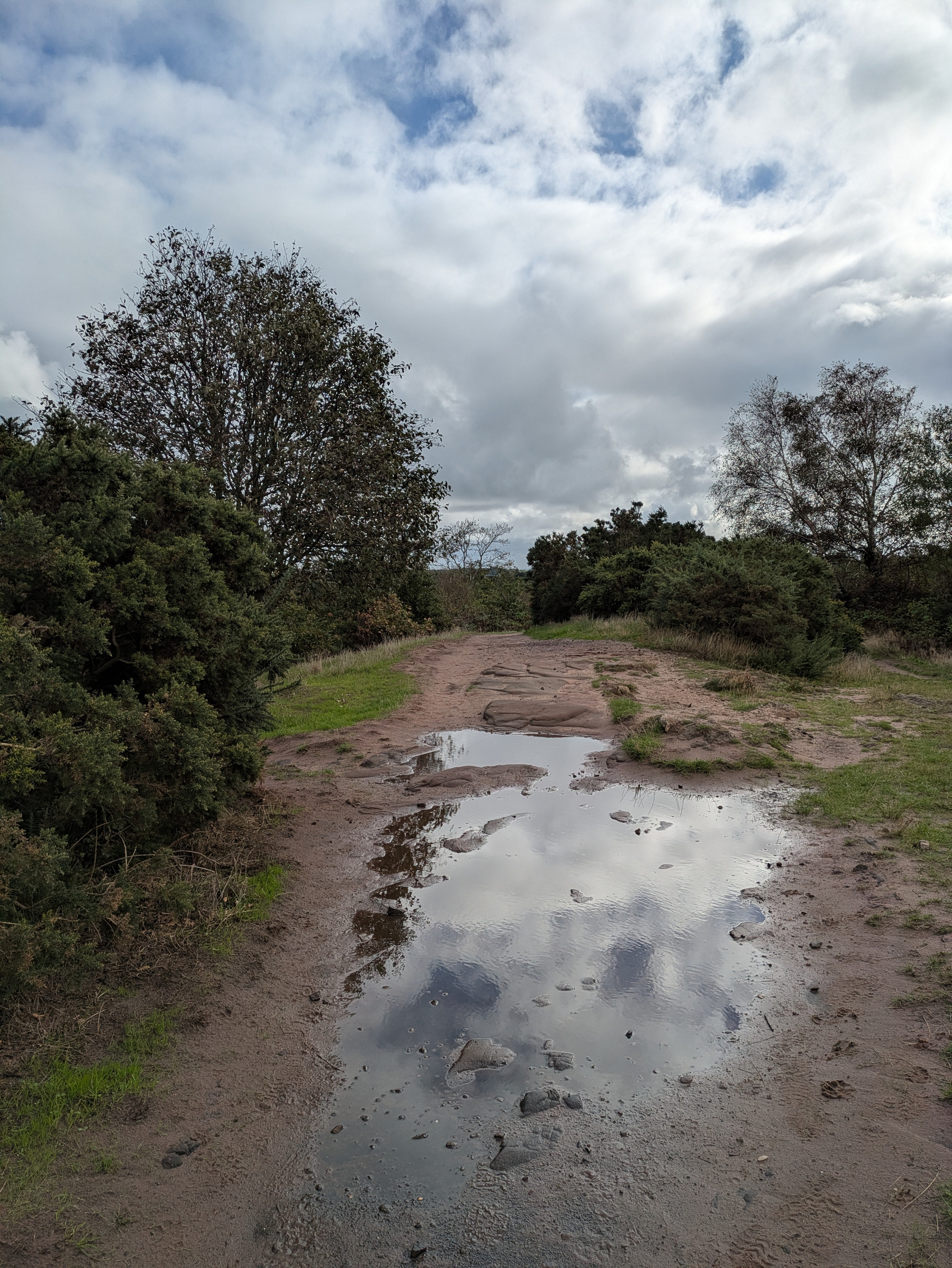 A muddy dirt path with puddles reflects cloudy skies, surrounded by green bushes and trees.