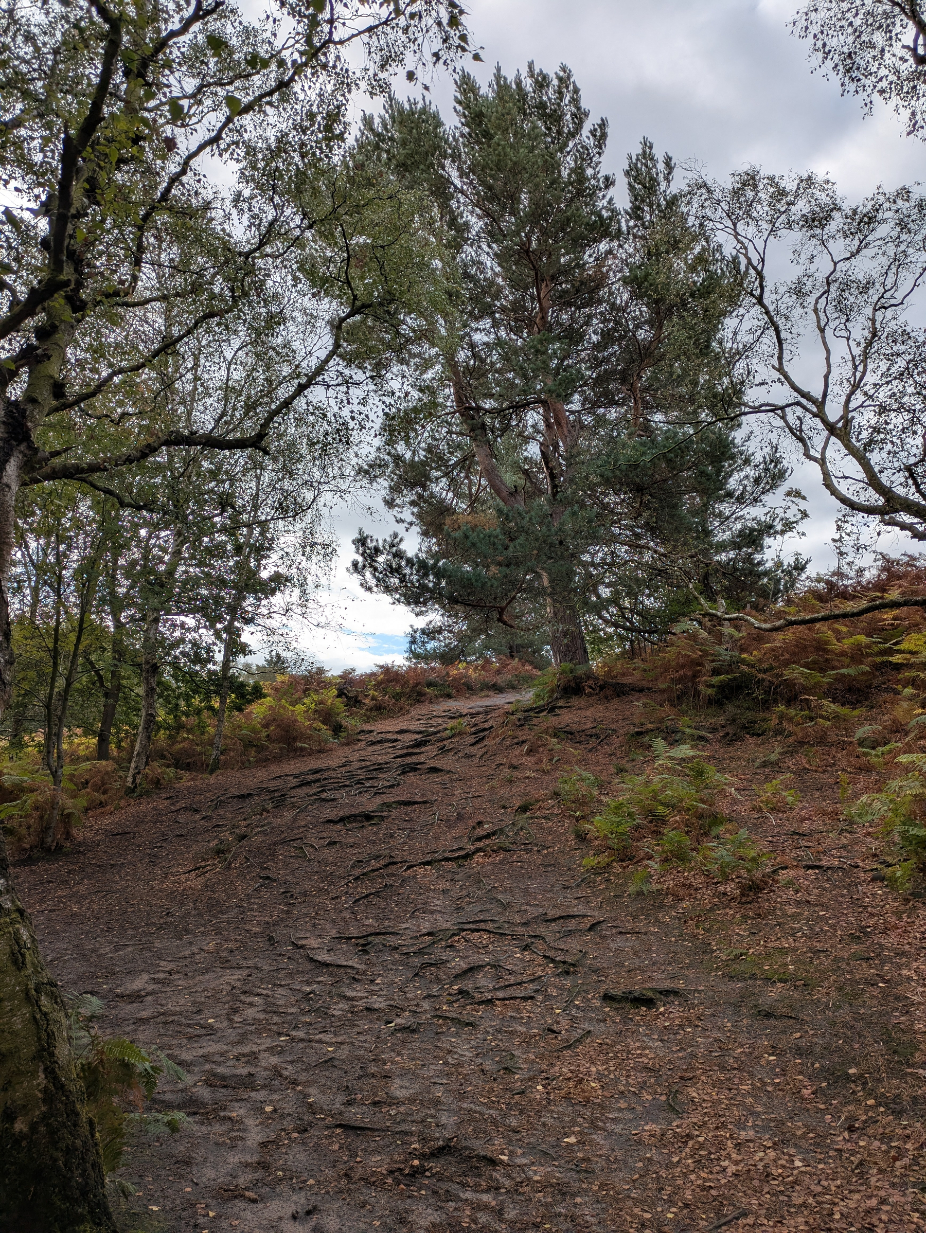 A forest path covered with exposed tree roots winds uphill amidst trees and under a cloudy sky.