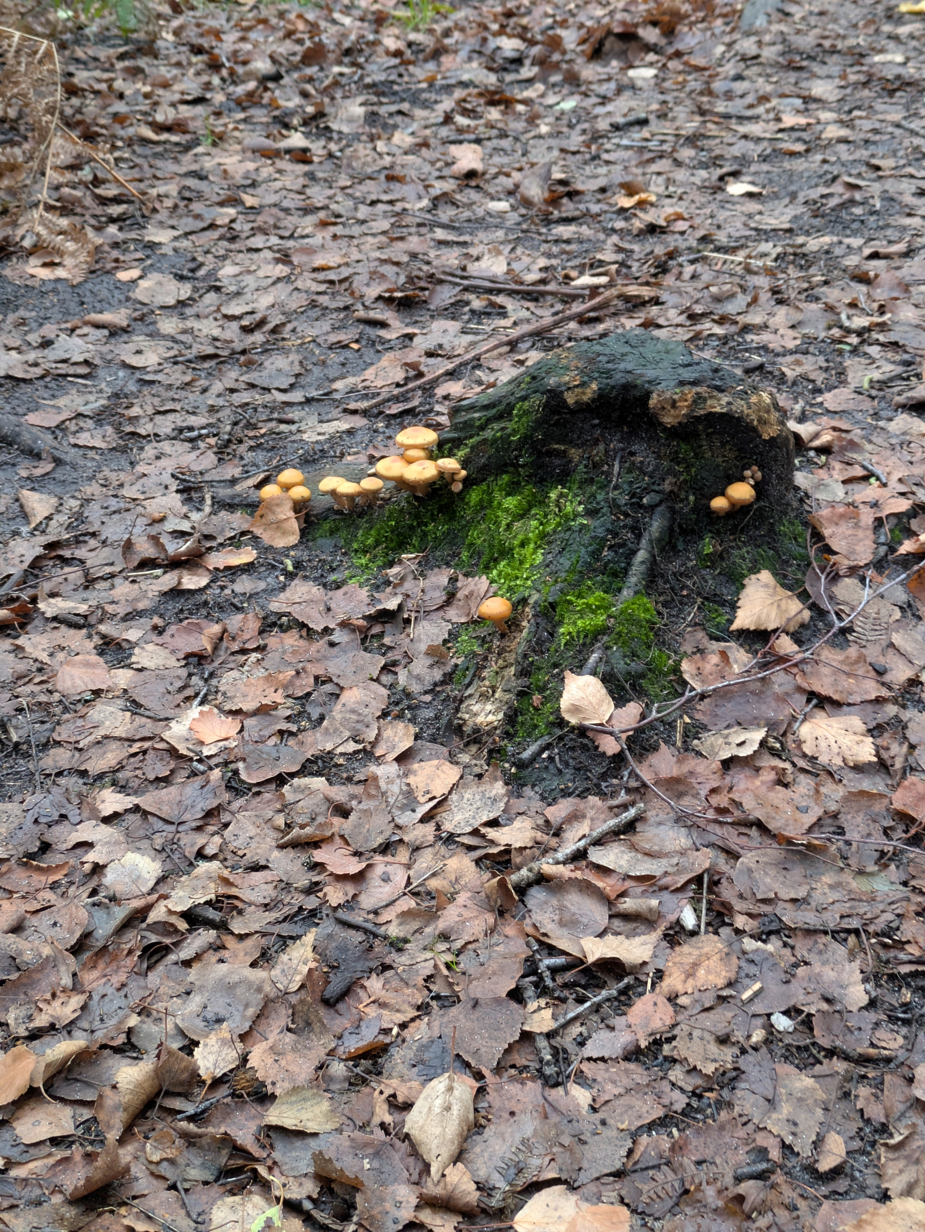 A moss-covered tree stump with clusters of small, orange mushrooms growing on and around it is surrounded by fallen leaves on the ground.