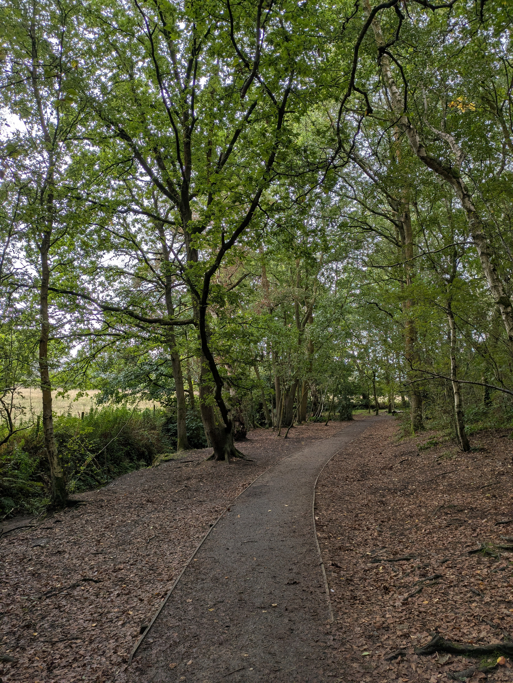 A winding dirt path runs through a forested area with tall trees and dense green foliage.
