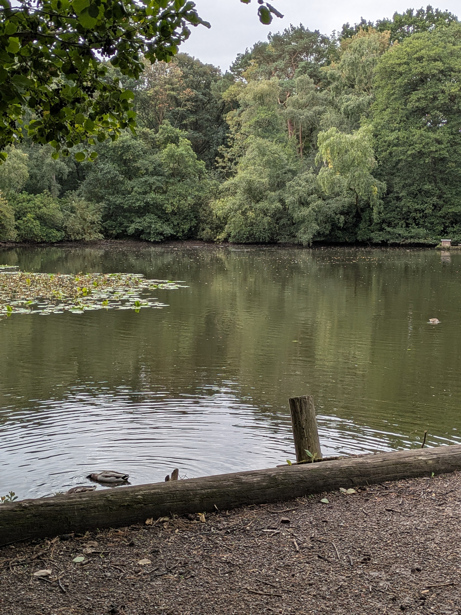 A calm pond surrounded by dense trees with ducks swimming near the shore and lily pads floating on the water.