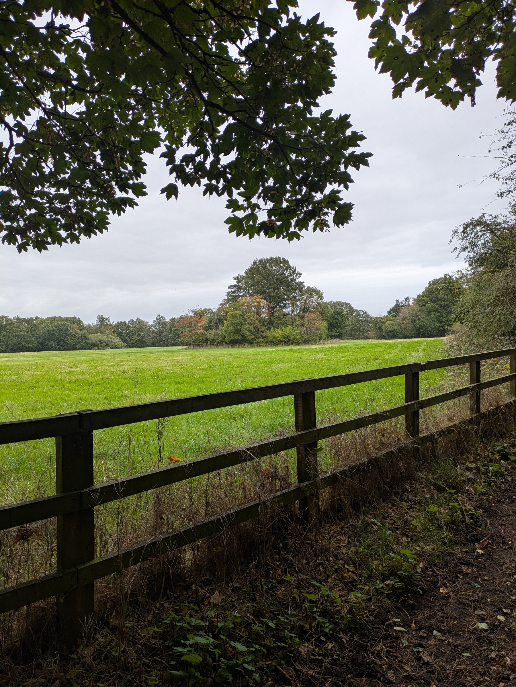 A wooden fence borders a green field with trees in the background under an overcast sky, framed by leafy branches above.