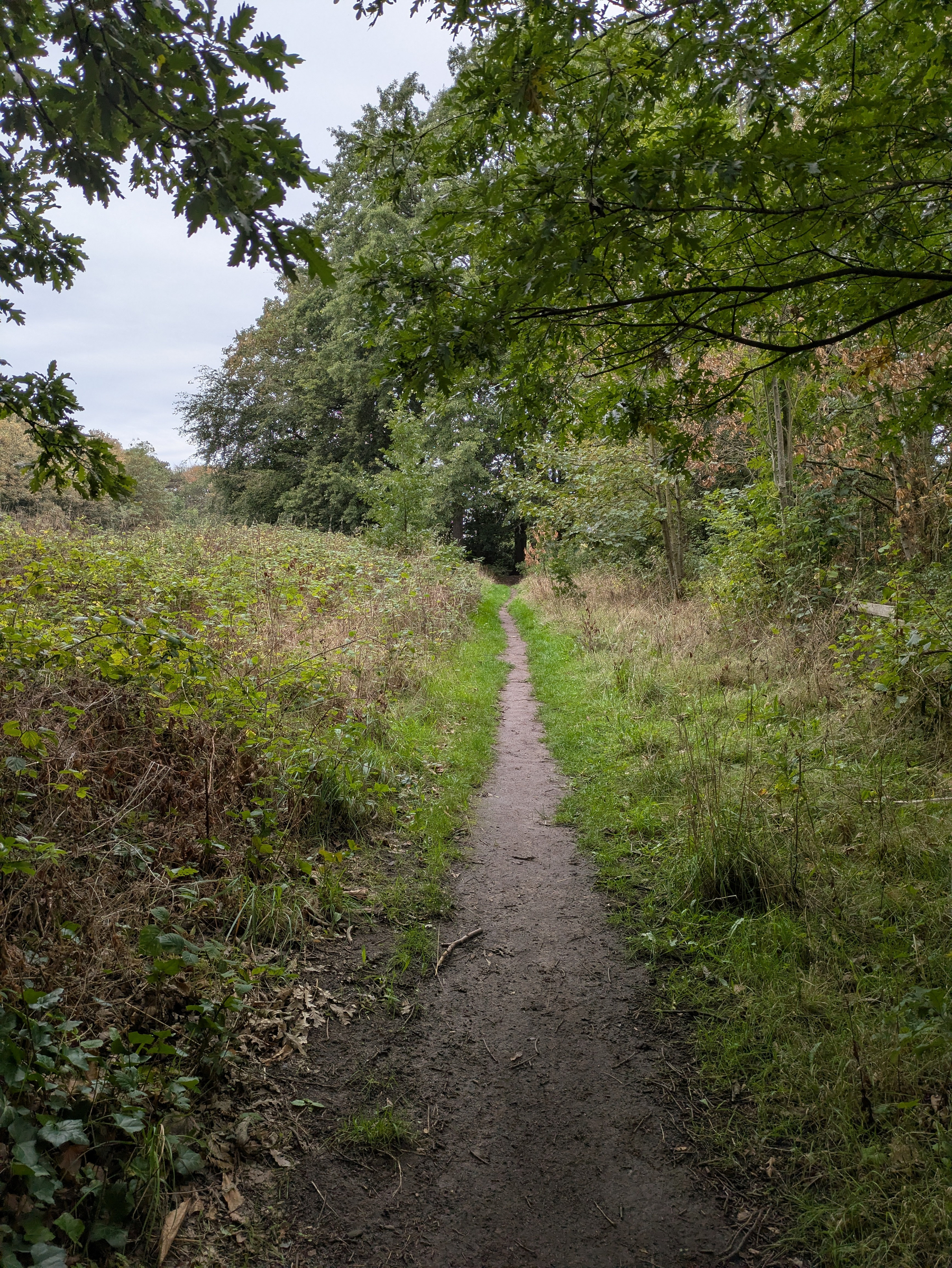 A narrow dirt path winds through a lush green forest with trees and bushes on both sides.