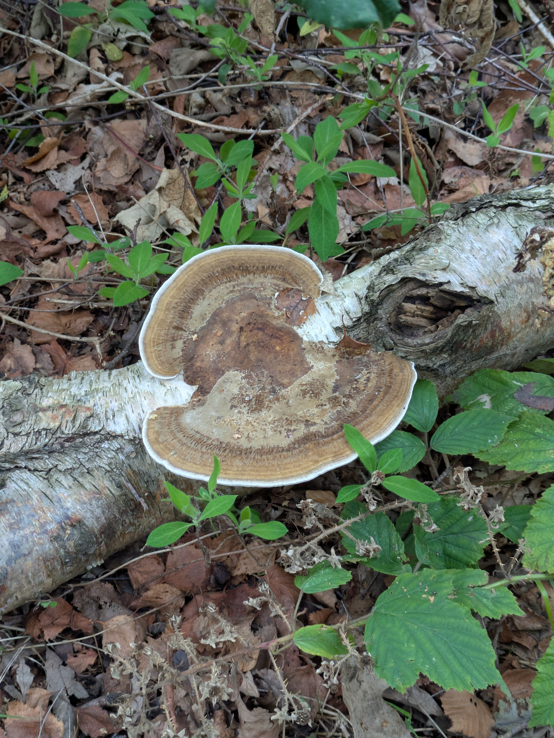 A large bracket fungus is growing on a fallen tree trunk surrounded by green plants and dried leaves on the forest floor.