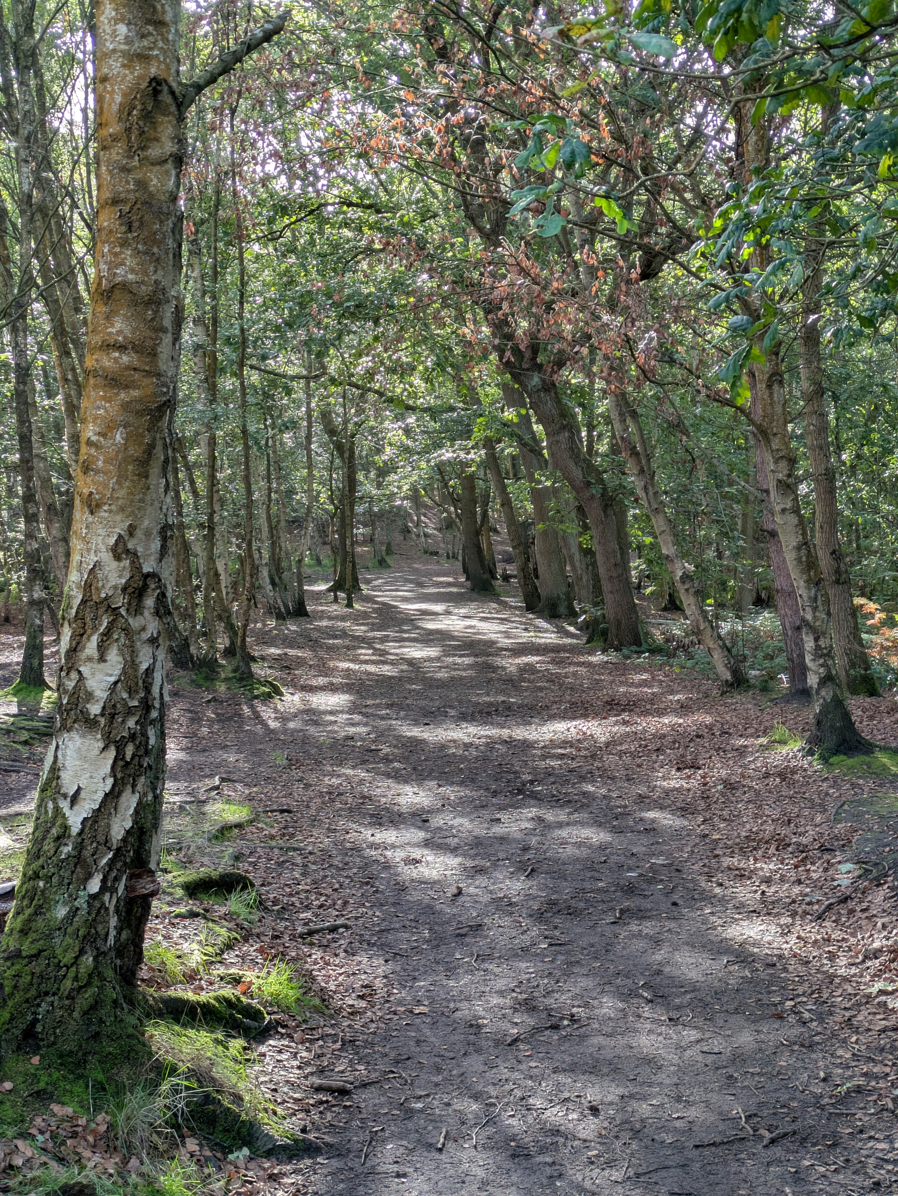 A sunlit dirt path winds through a forest with tall trees and scattered leaves on the ground.