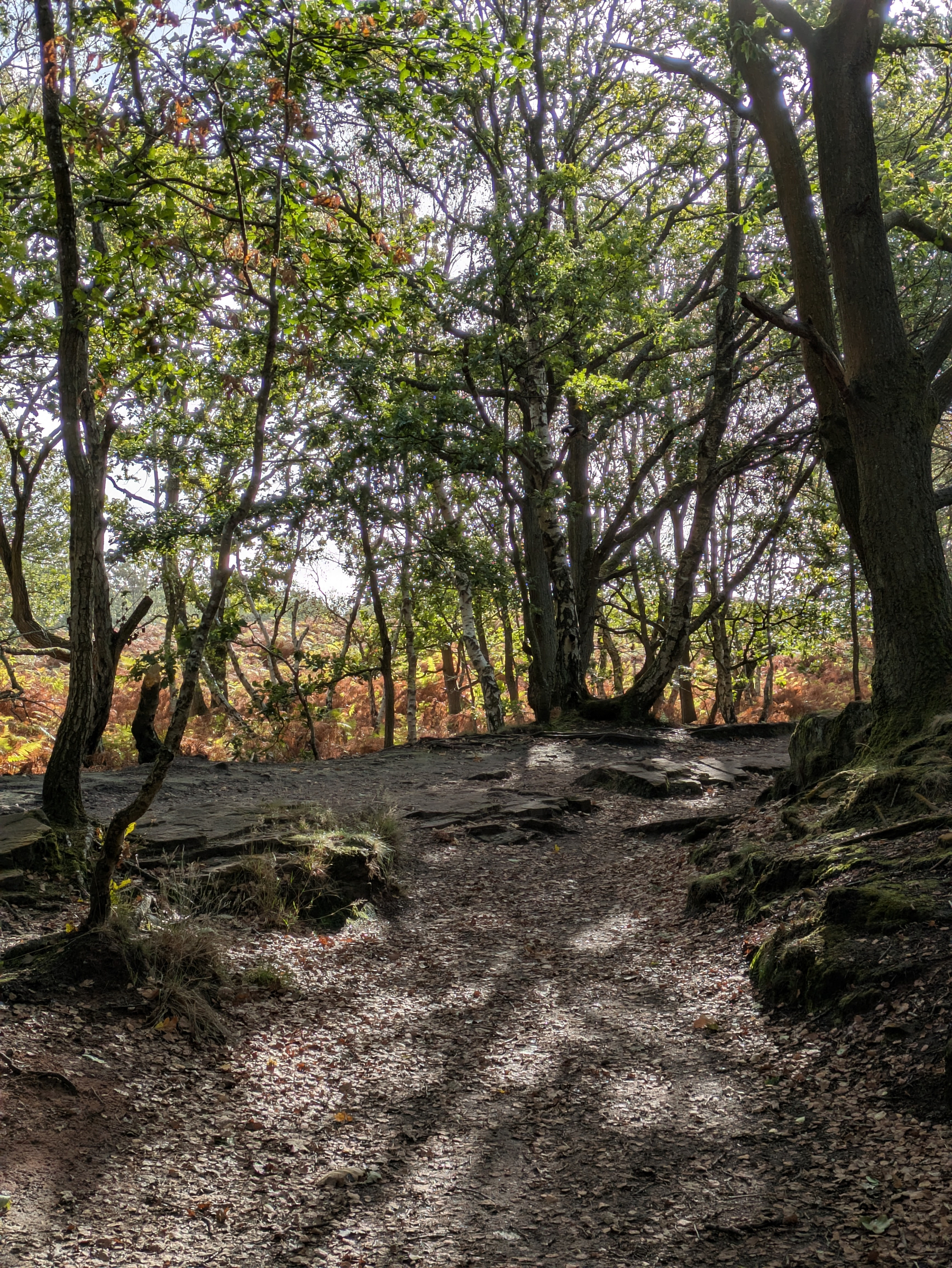 A sunlit forest path is surrounded by trees with green and autumn-colored leaves, casting shadows on the ground. Golden ferns in the background. 