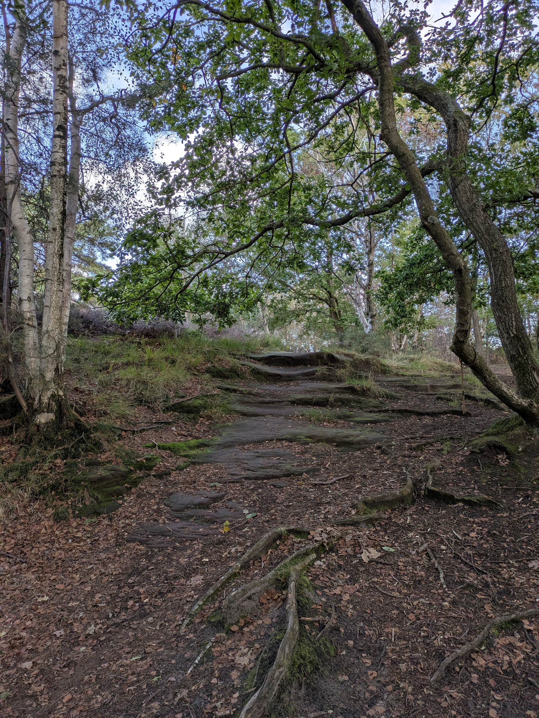 A forest path with exposed tree roots winds uphill through a mix of green-leaved and birch trees under a partly cloudy sky.