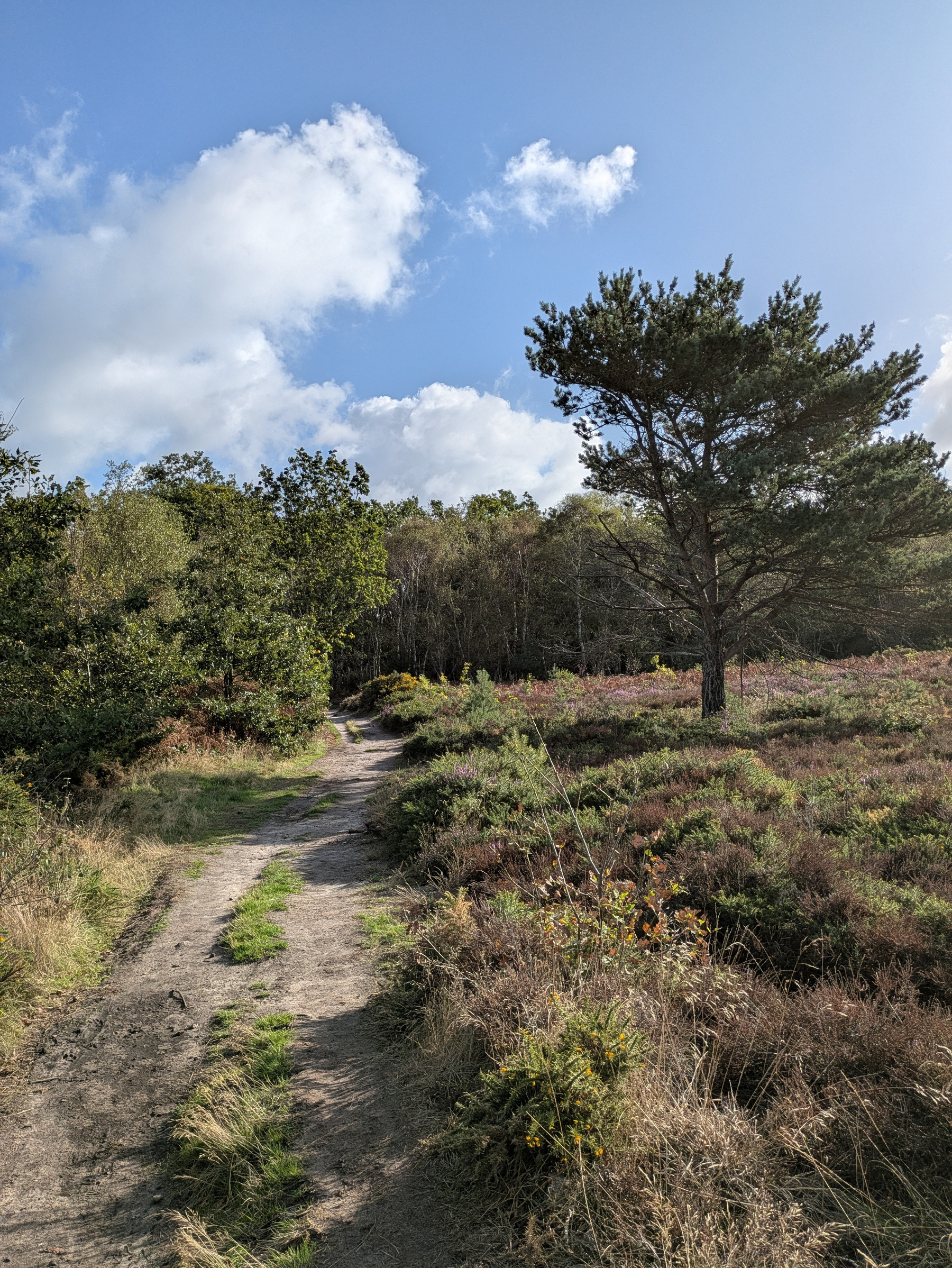 A dirt path winds through a grassy and shrub-covered landscape with scattered trees under a partly cloudy blue sky.