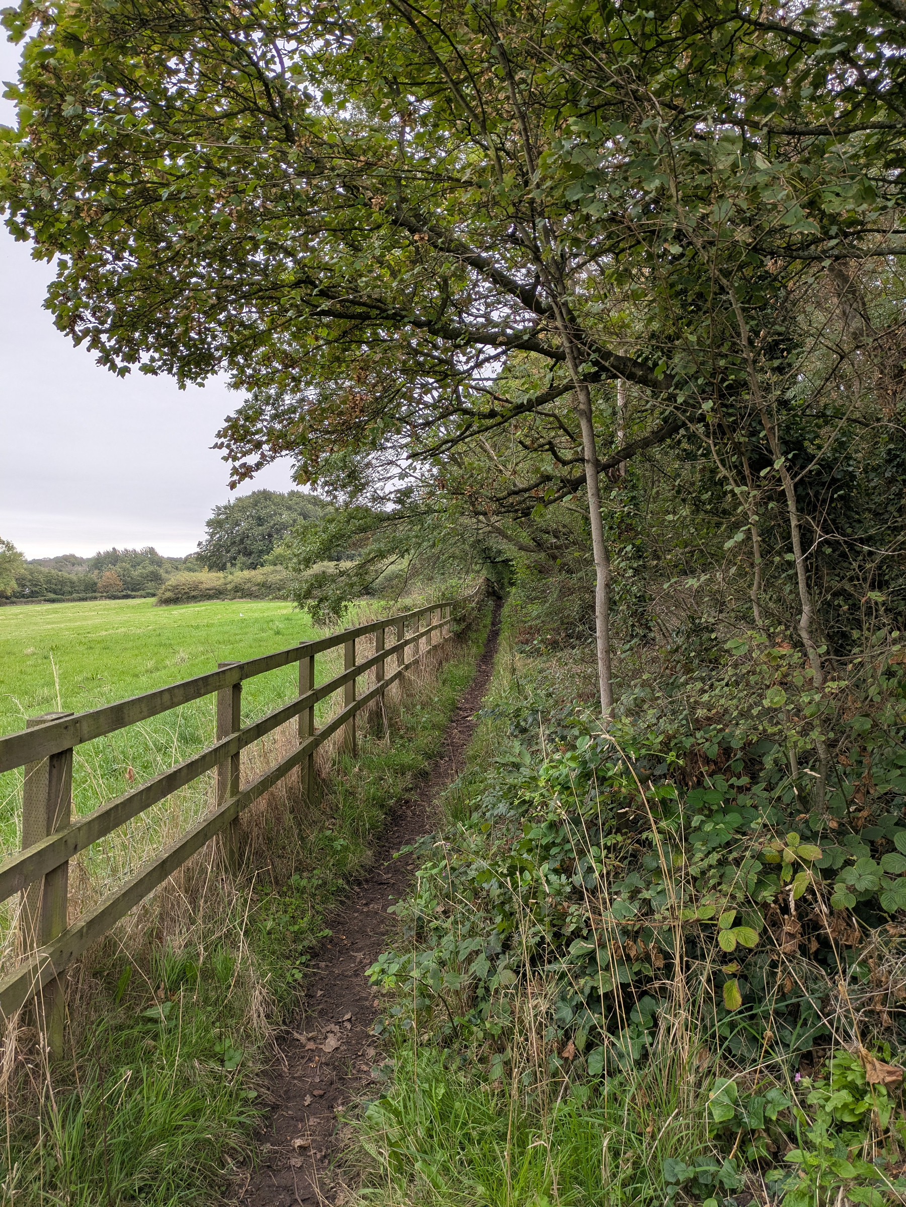 A narrow dirt path runs alongside a wooden fence, bordered by lush green foliage and trees.