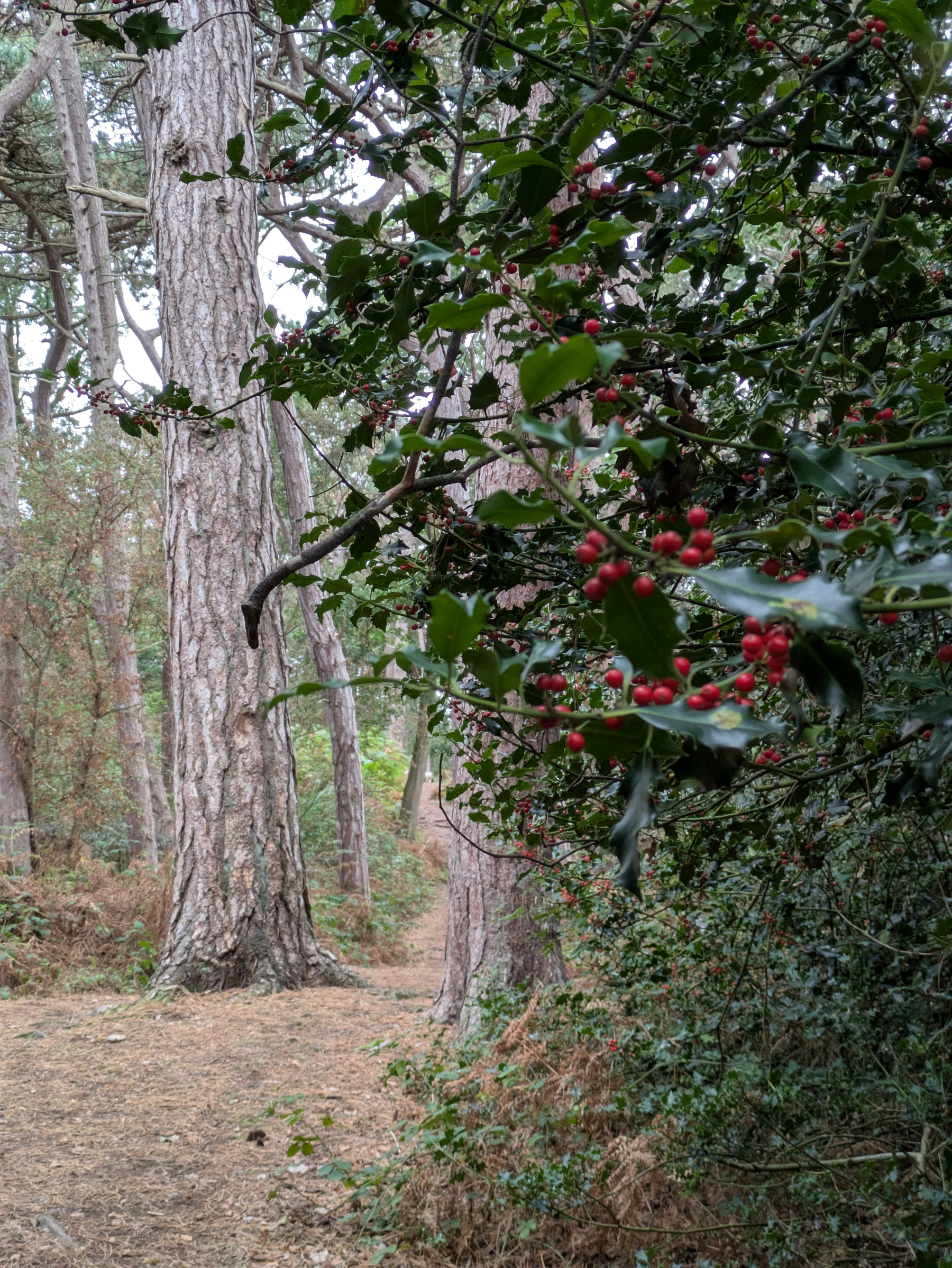 A forest path is surrounded by tall trees and dense bushes with red holly berries.